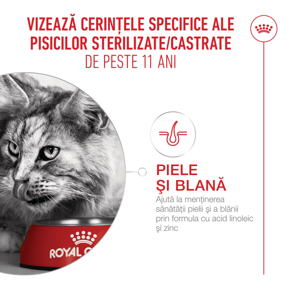 ROYAL CANIN Feline Health Nutrition Ageing Sterilised 11+, hrană uscată pisici senior sterilizate, managementul greutății, 400g - poza 5