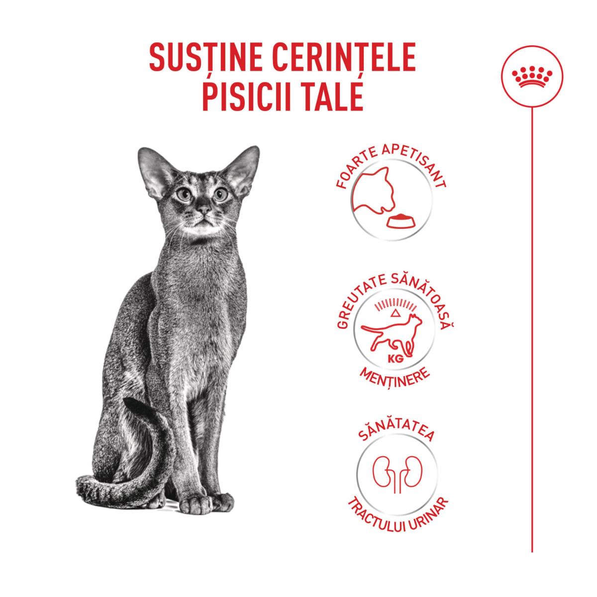 ROYAL CANIN Feline Health Nutrition Fussy, hrană uscată pisici, apetit capricios, 4kg - poza 4