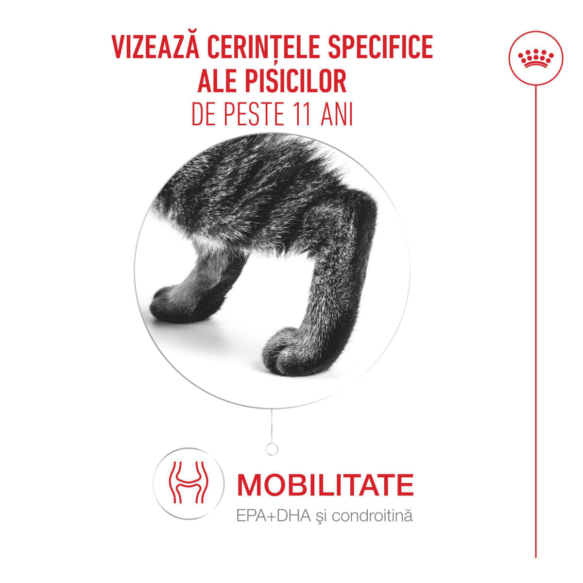ROYAL CANIN Feline Health Nutrition Healthy Ageing 11+, hrană uscată pisici senior, 400g - poza 5
