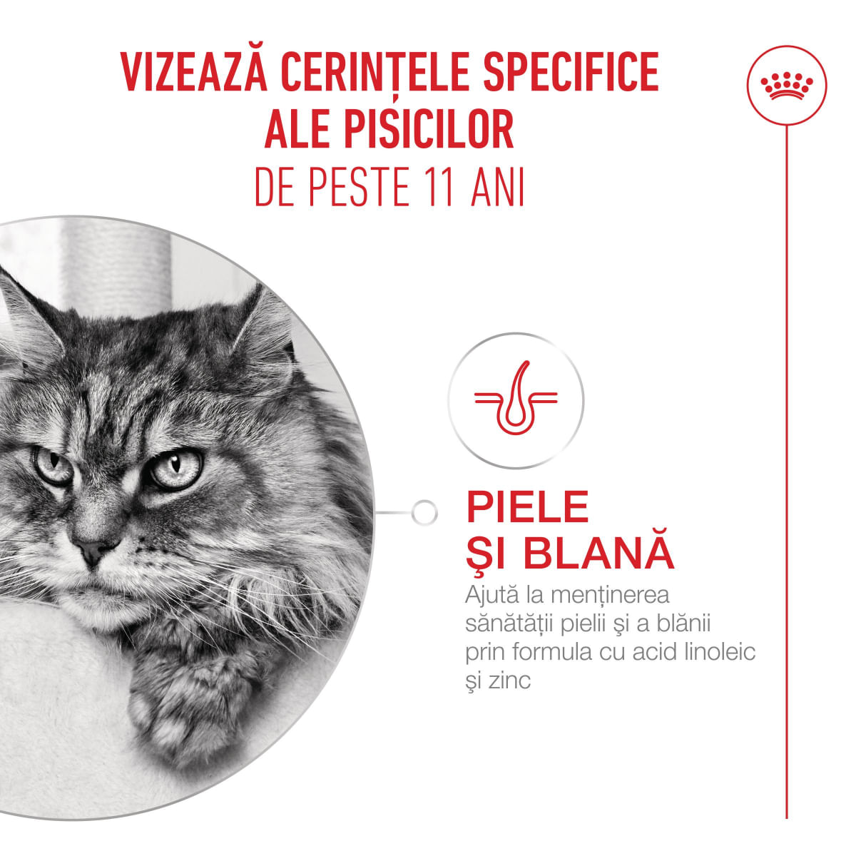 ROYAL CANIN Feline Health Nutrition Healthy Ageing 11+, plic hrană umedă pisici senior, (în sos), 85g - poza 5
