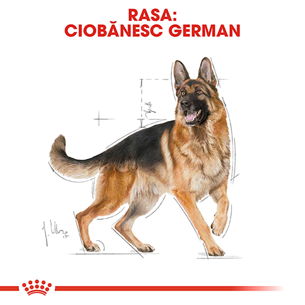 ROYAL CANIN German Shepherd Adult, hrană uscată câini, 3kg - poza 4