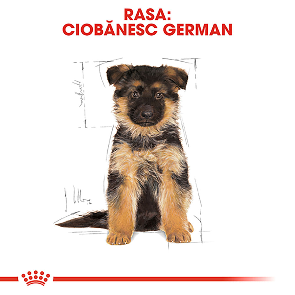 ROYAL CANIN German Shepherd Puppy, hrană uscată câini junior, 3kg - poza 4