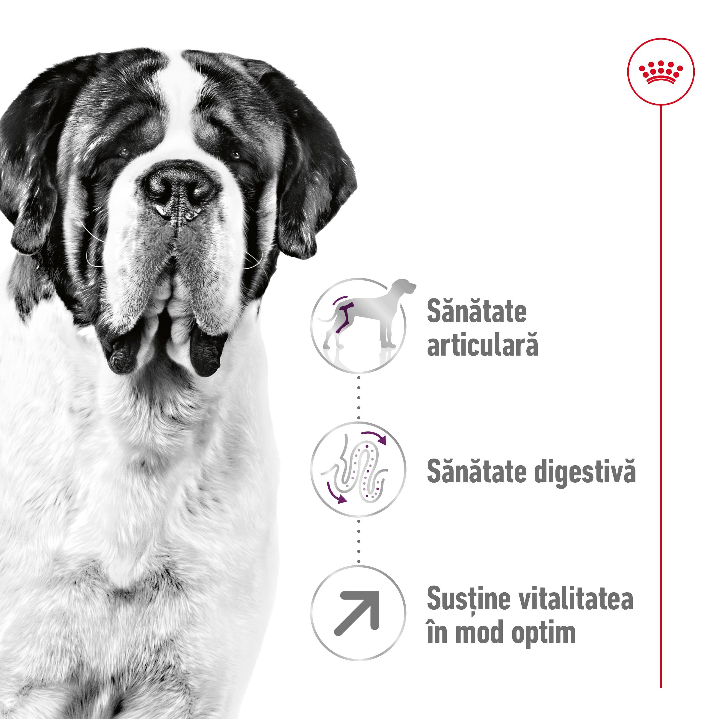 ROYAL CANIN Giant Adult, hrană uscată câini, 15+3kg GRATUIT - poza 3