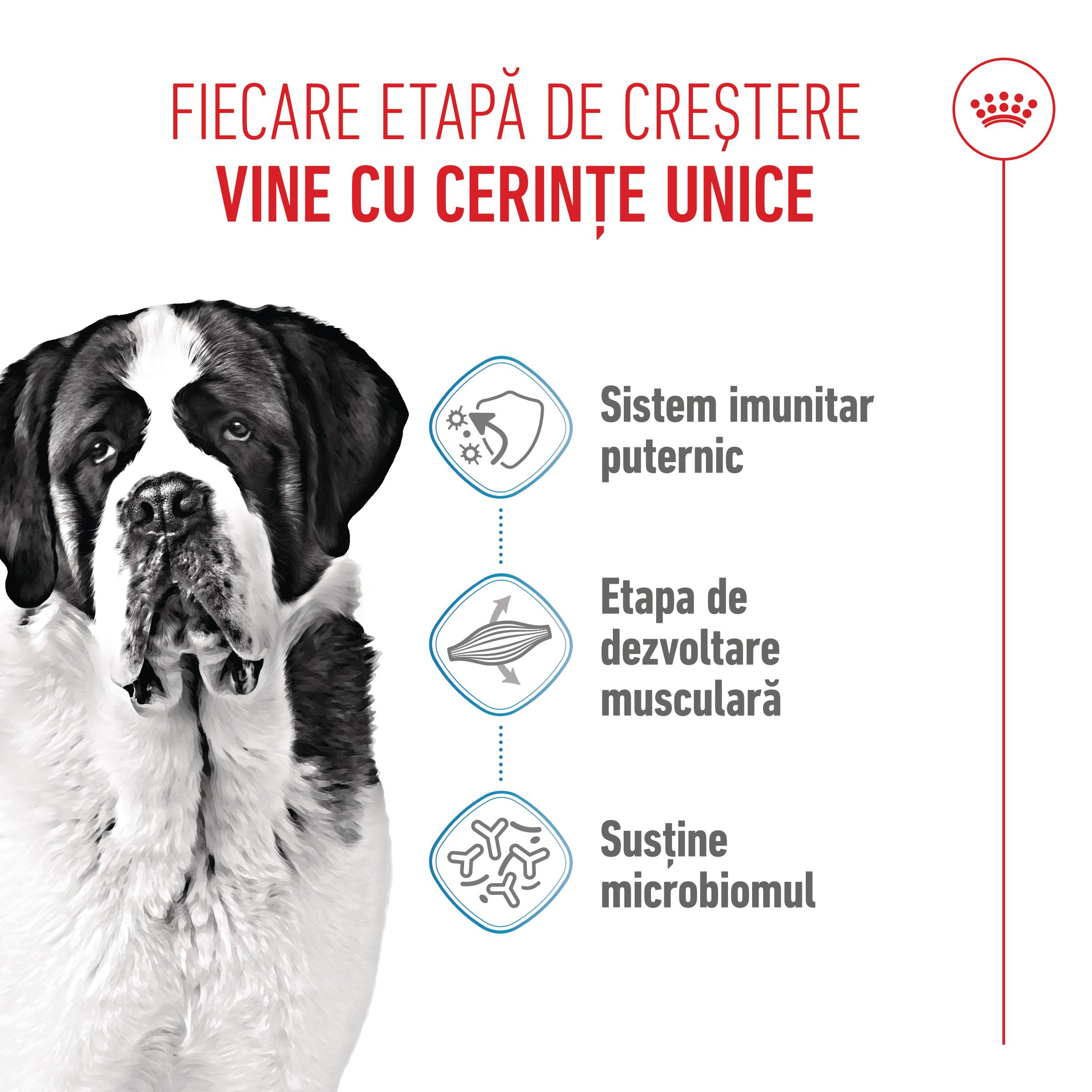ROYAL CANIN Giant Junior, hrană uscată câini junior, etapa 2 de creștere, 3.5kg - poza 4