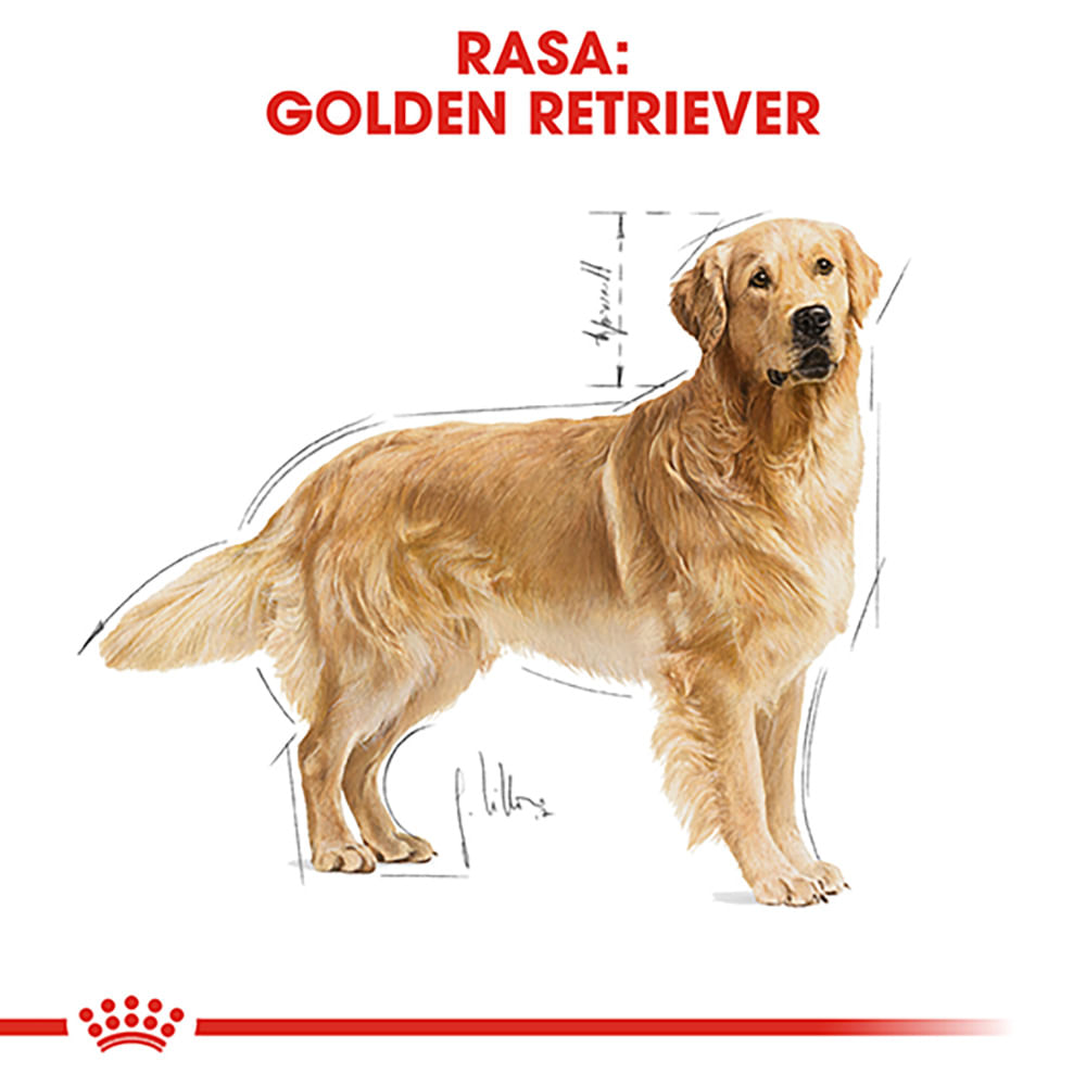 ROYAL CANIN Golden Retriever Adult, hrană uscată câini, 12kg - poza 4