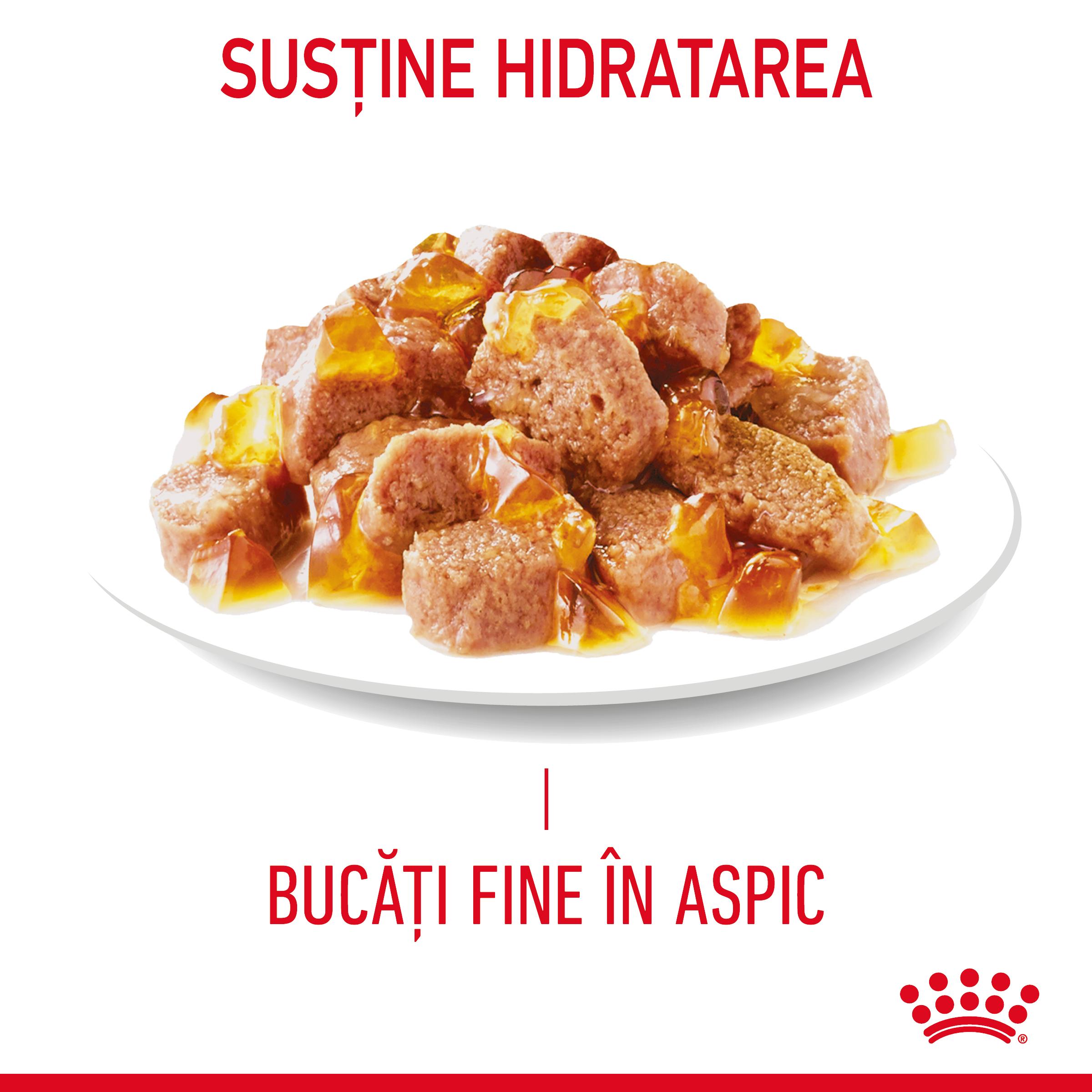 ROYAL CANIN Hair&Skin Care Adult hrană umedă pisici piele & blană (în aspic), 85g - poza 4