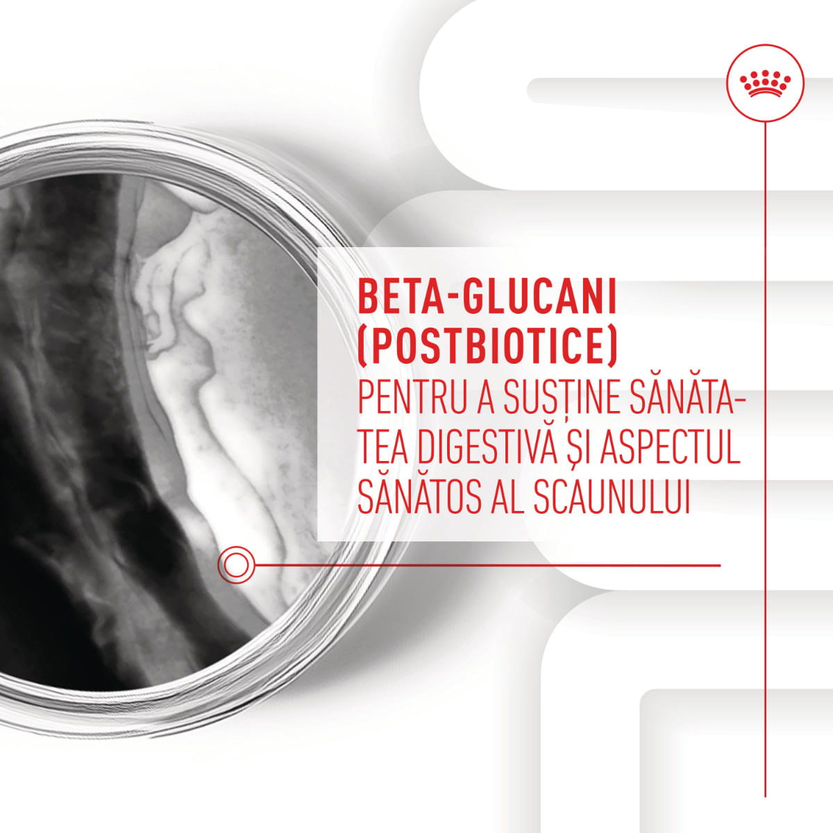 ROYAL CANIN Immunity & Digestion Chews Puppy Supplements, punguță recompense funcționale câini junior, sistem imunitar, sistem digestiv, 100g - poza 4