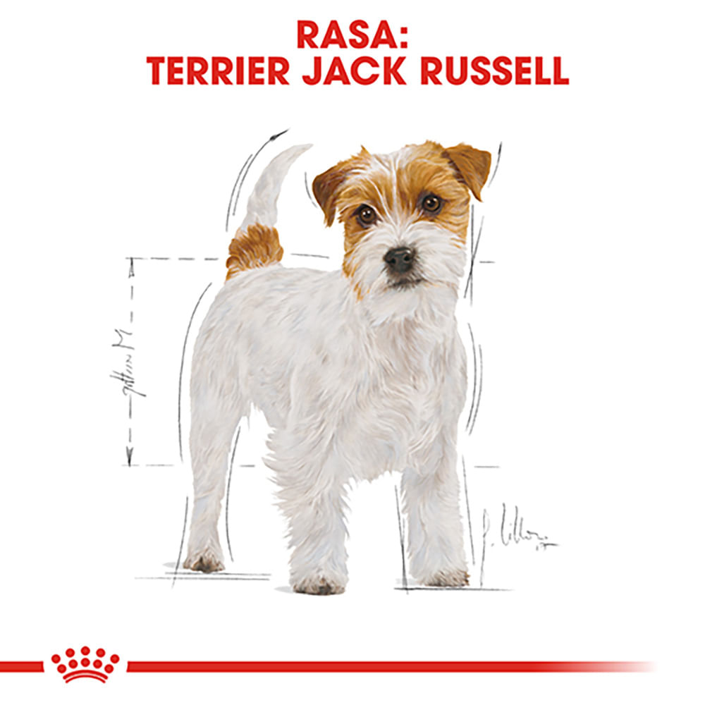ROYAL CANIN Jack Russel Adult, hrană uscată câini, 1.5kg - poza 4
