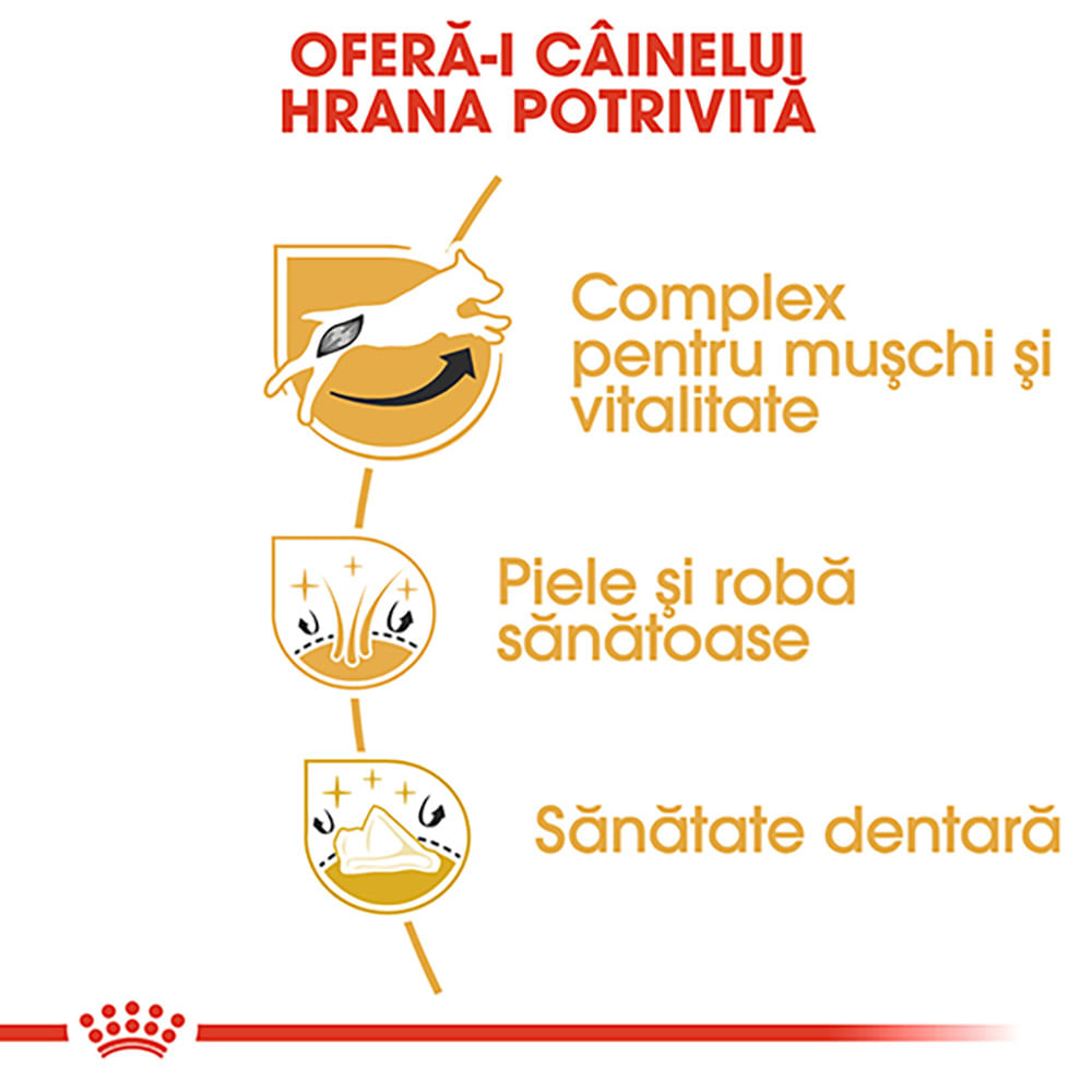 ROYAL CANIN Jack Russel Adult, hrană uscată câini, 1.5kg - poza 5