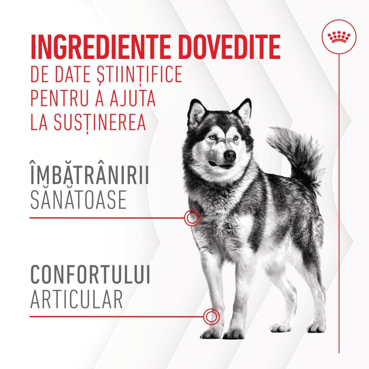 ROYAL CANIN Joint & Ageing Chews Adult Supplements, punguță recompense funcționale câini, sistem articular, 240g - poza 5
