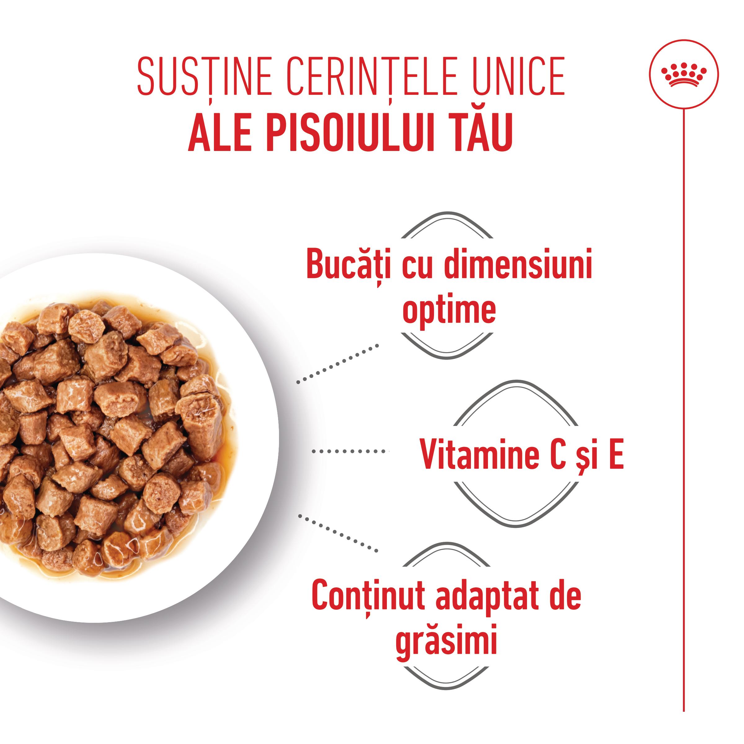 ROYAL CANIN Kitten Sterilised hrană umedă pisici sterilizate junior (în sos), bax, 85g x 12buc - poza 4