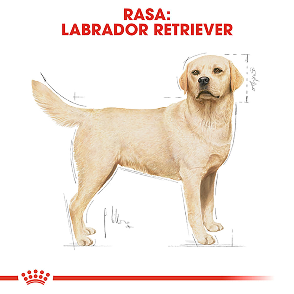 ROYAL CANIN Labrador Adult, hrană uscată câini, 3kg - poza 4