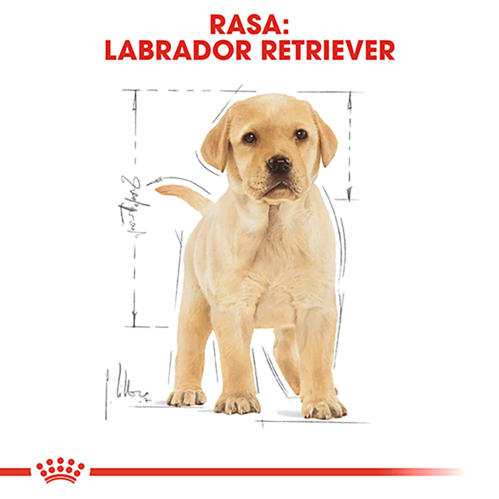 ROYAL CANIN Labrador Puppy, hrană uscată câini junior, 12kg - poza 4