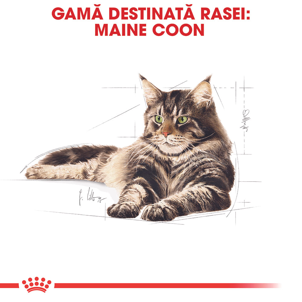 ROYAL CANIN Maine Coon Adult, hrană umedă pisici, (în sos), bax, 85g x 12buc - poza 4