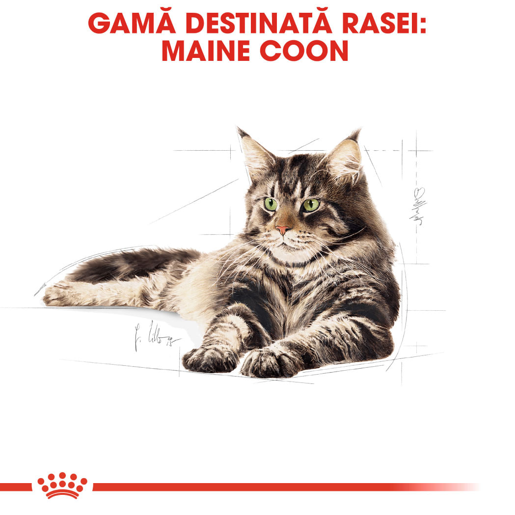 ROYAL CANIN Maine Coon Adult, hrană uscată pisici, 4kg - poza 4