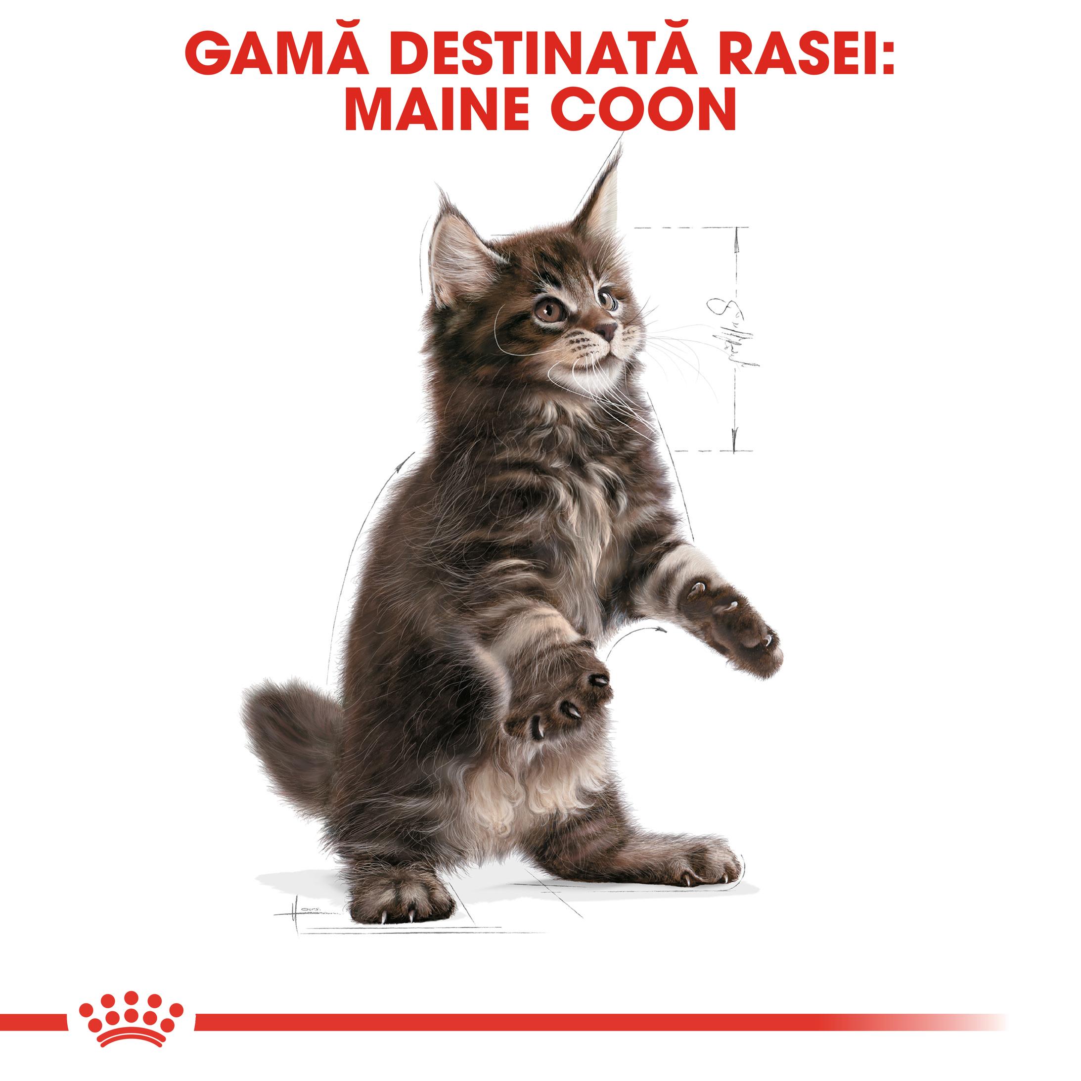 ROYAL CANIN Maine Coon Kitten, hrană uscată pisici junior, 10kg - poza 4