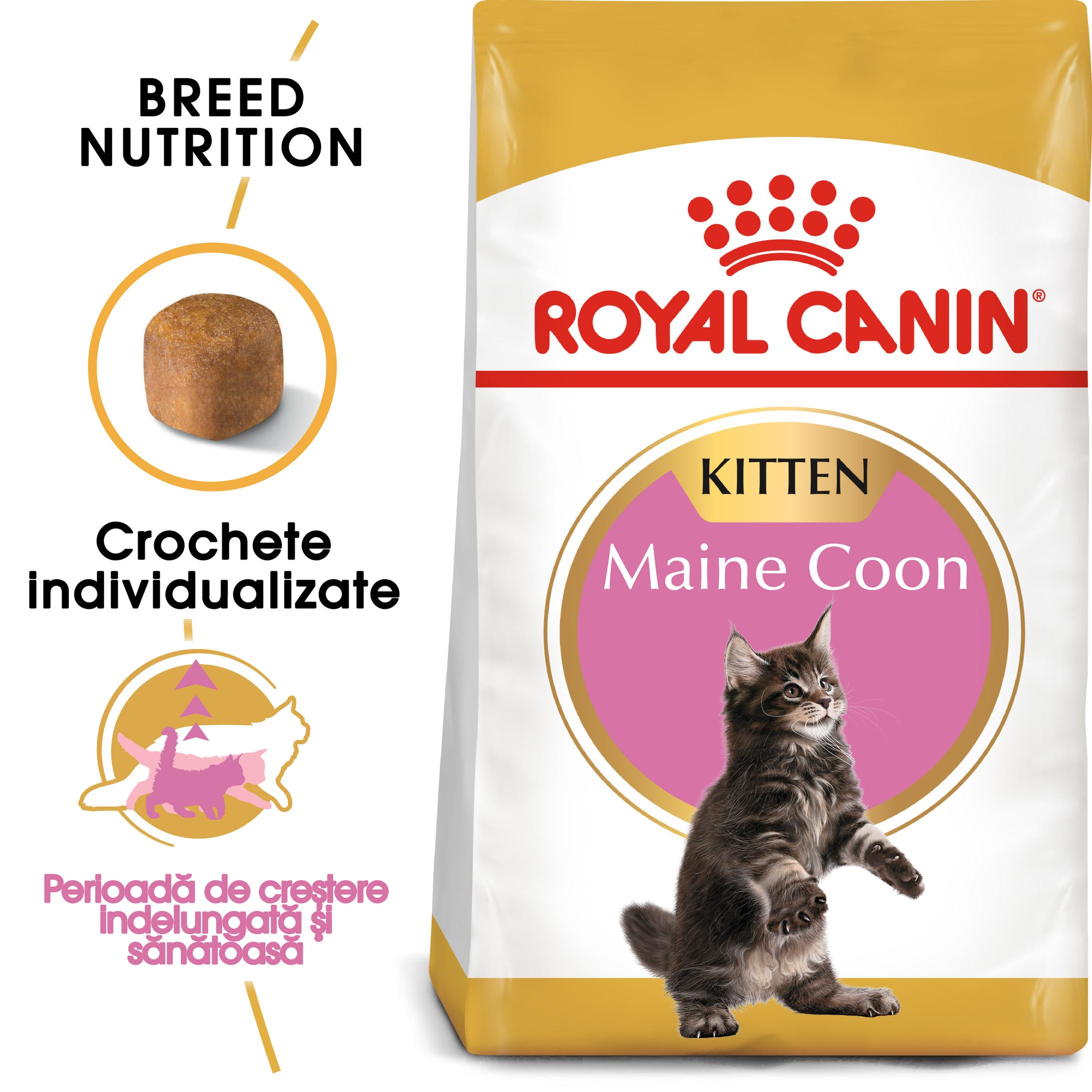 ROYAL CANIN Maine Coon Kitten, hrană uscată pisici junior, 2kg - poza 2