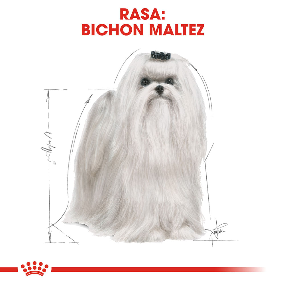ROYAL CANIN Maltese Adult, hrană uscată câini, 1.5kg - poza 4