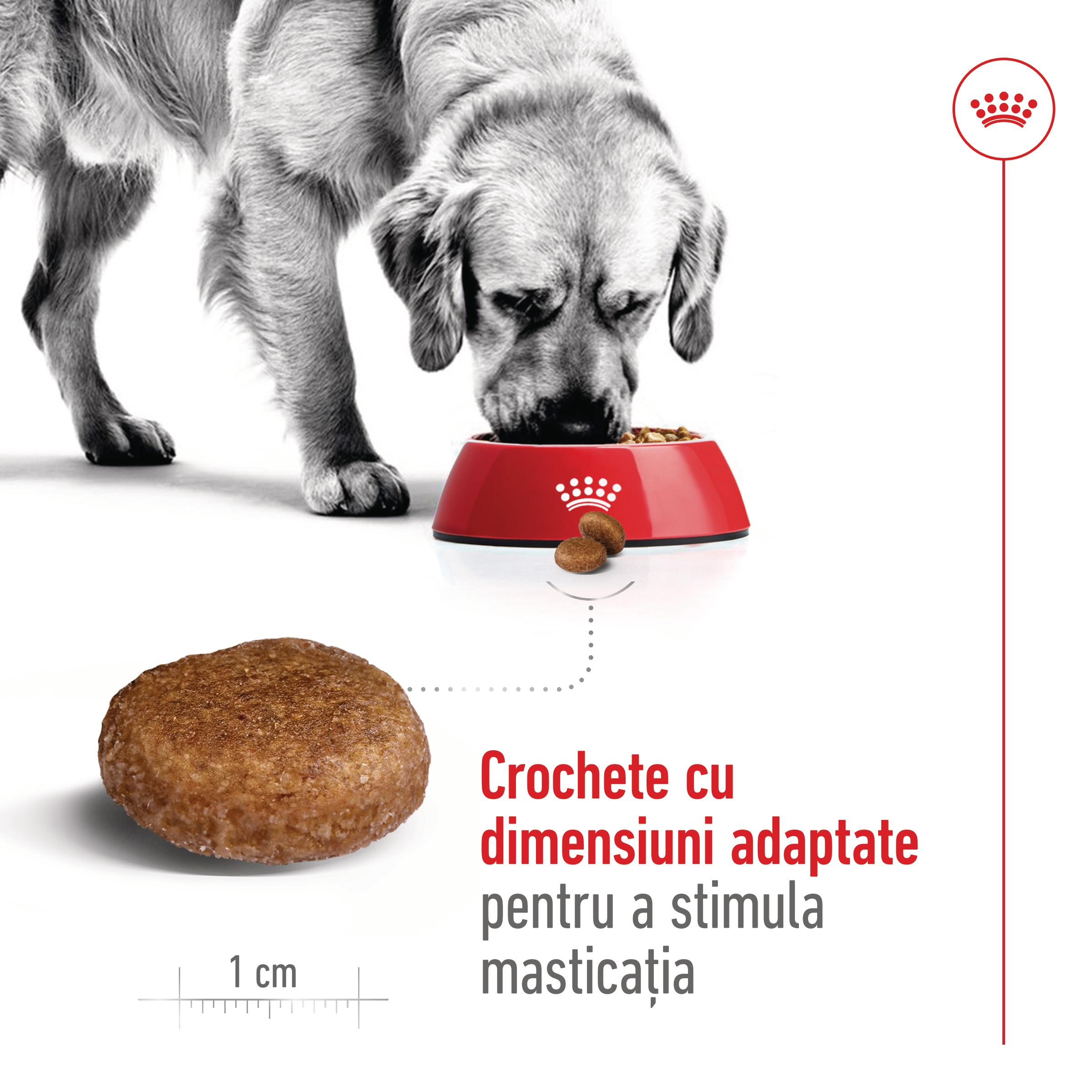ROYAL CANIN Maxi Adult 5+, hrană uscată câini, 15kg - poza 5