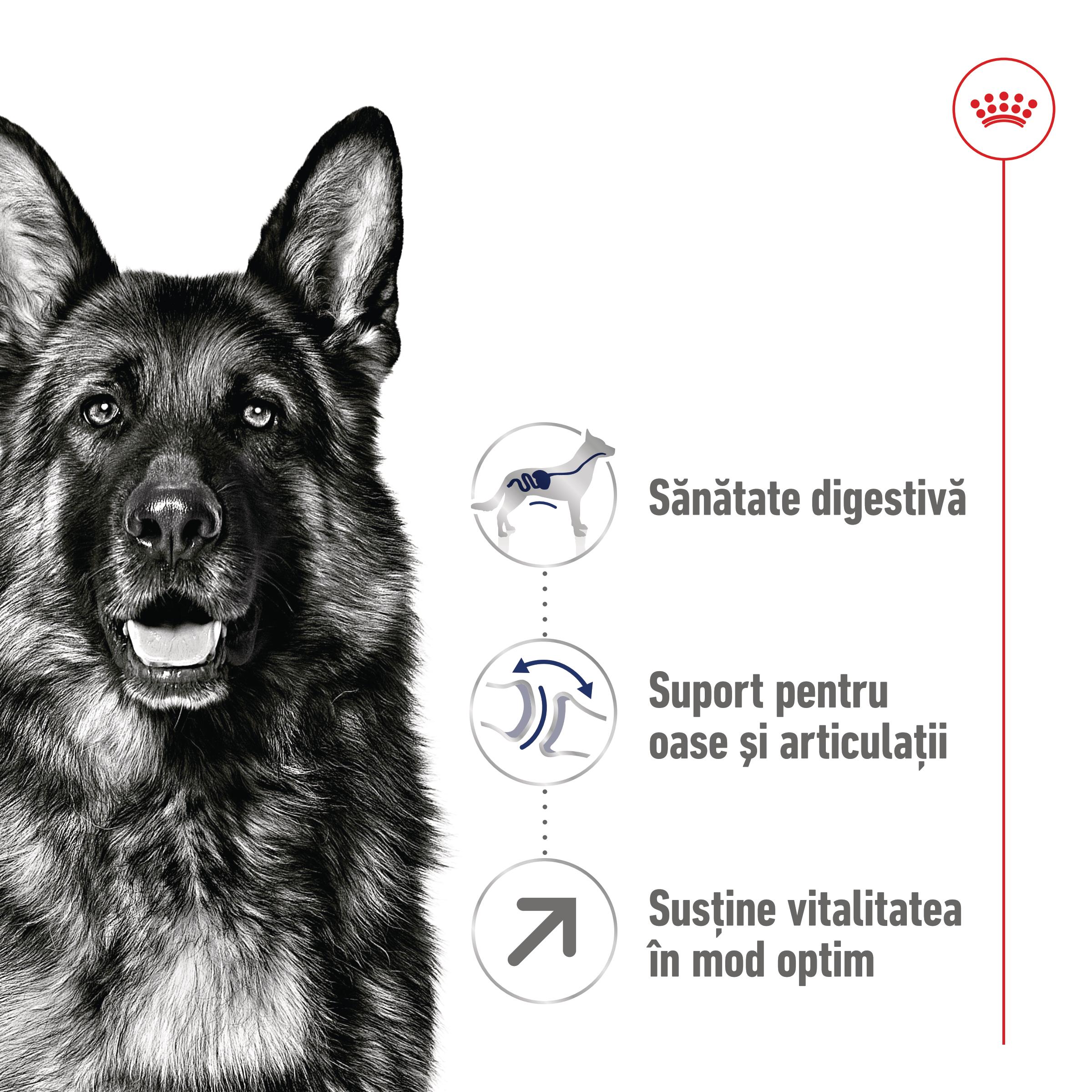 ROYAL CANIN Maxi Adult 5+, hrană uscată câini, 4kg - poza 3