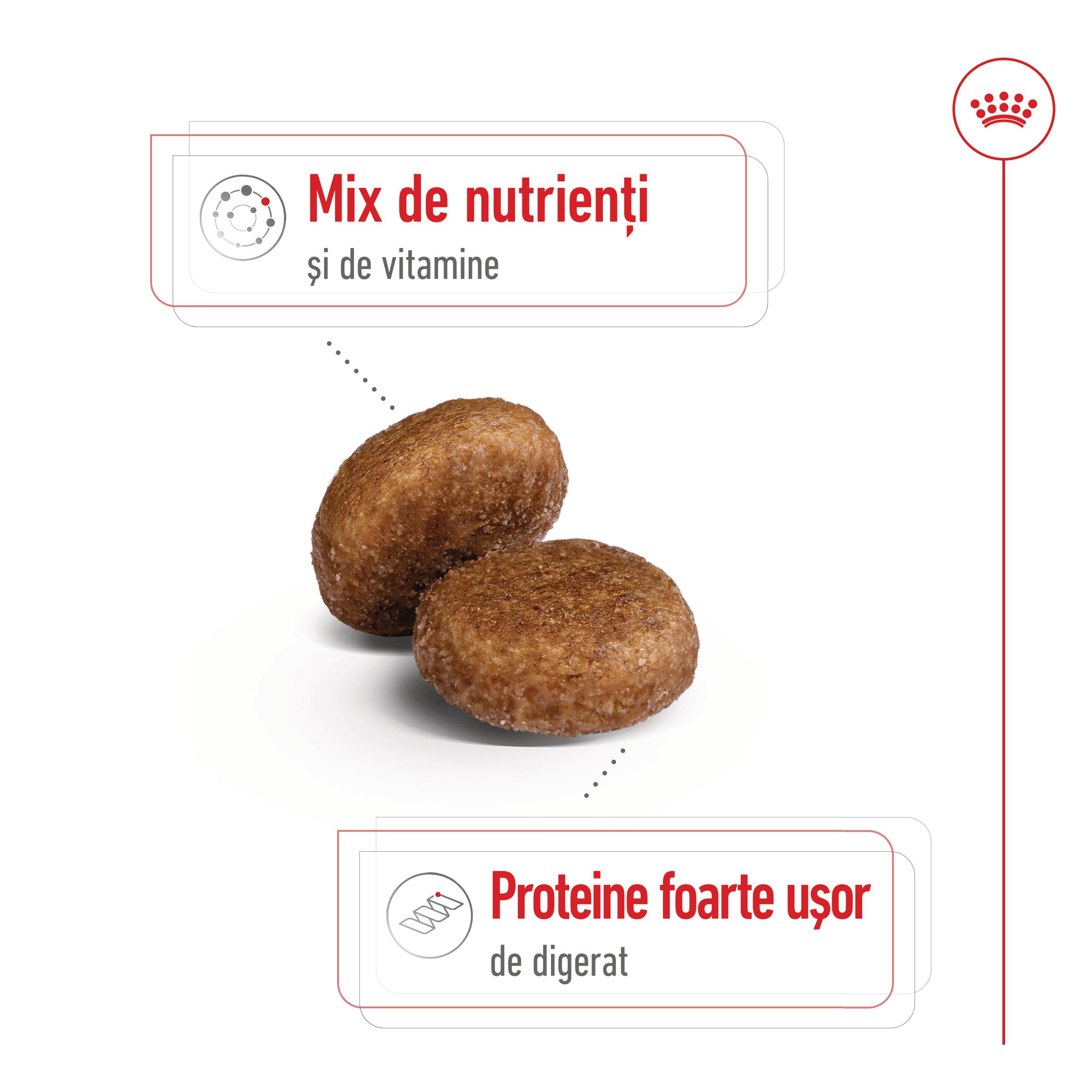 ROYAL CANIN Maxi Adult 5+, hrană uscată câini, 4kg - poza 4