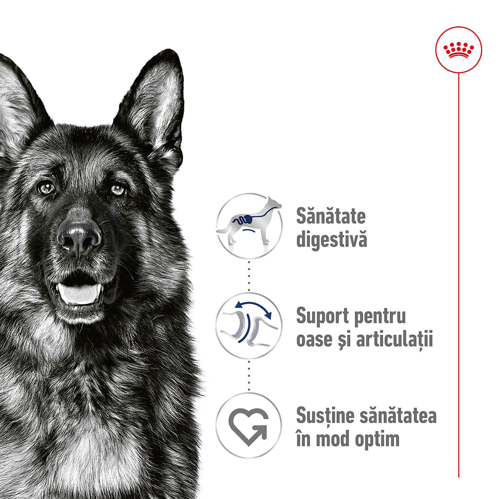 ROYAL CANIN Maxi Adult hrană umedă câini (pate), bax, 410g x 12buc - poza 3
