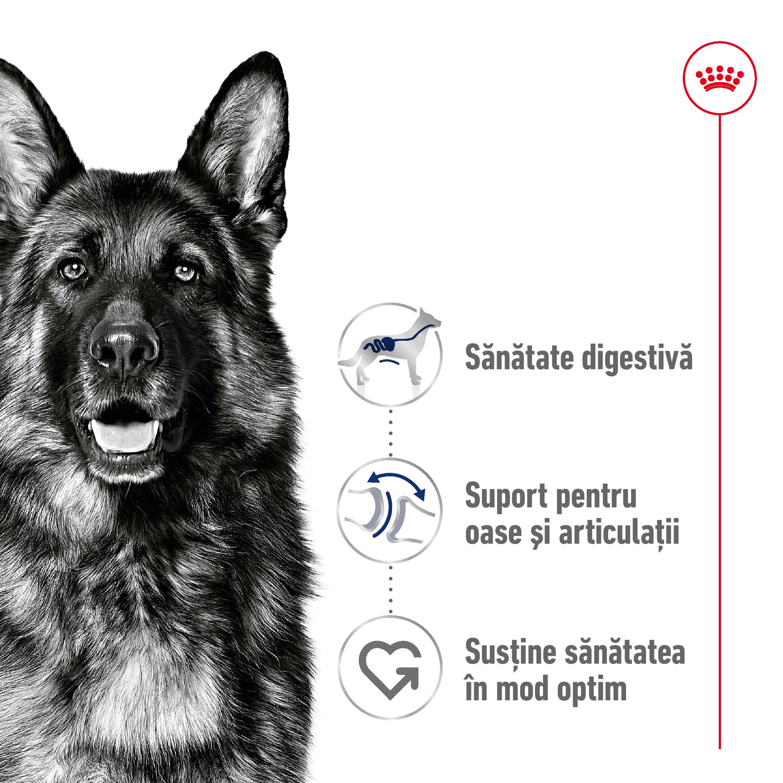 ROYAL CANIN Maxi Adult, hrană uscată câini, 12kg - poza 3