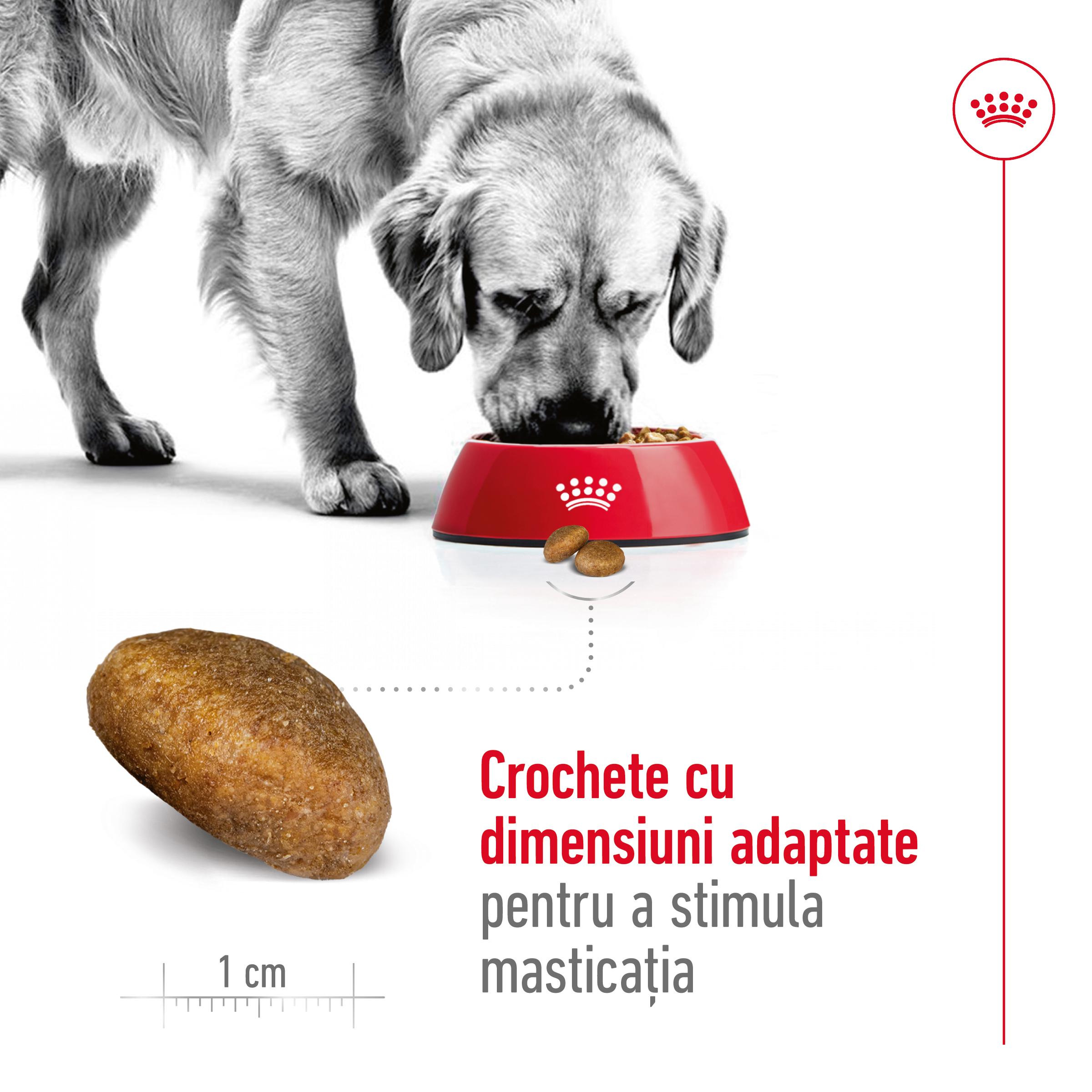 ROYAL CANIN Maxi Adult, hrană uscată câini, 3kg - poza 5