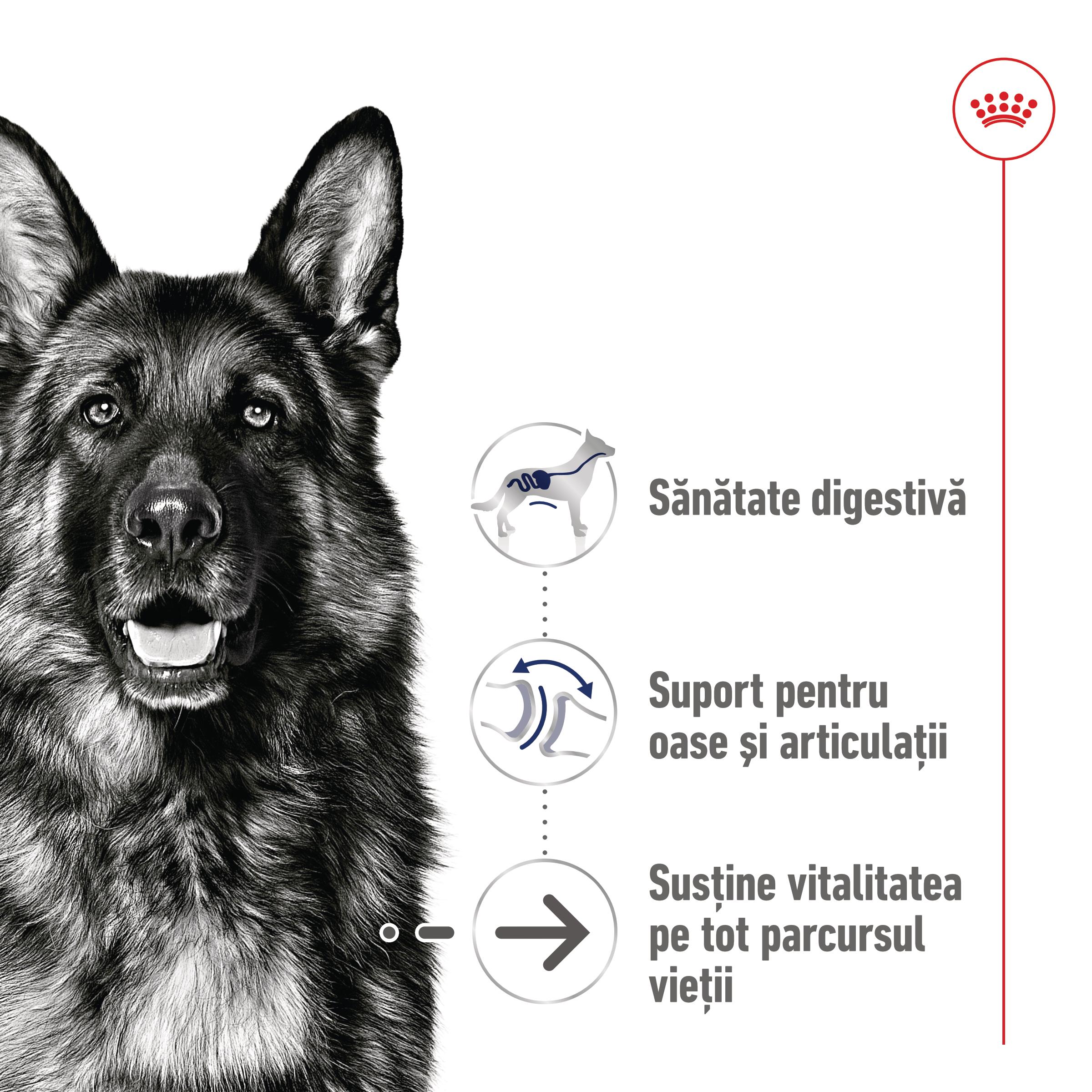 ROYAL CANIN Maxi Ageing 8+, hrană uscată câini, 15kg - poza 3