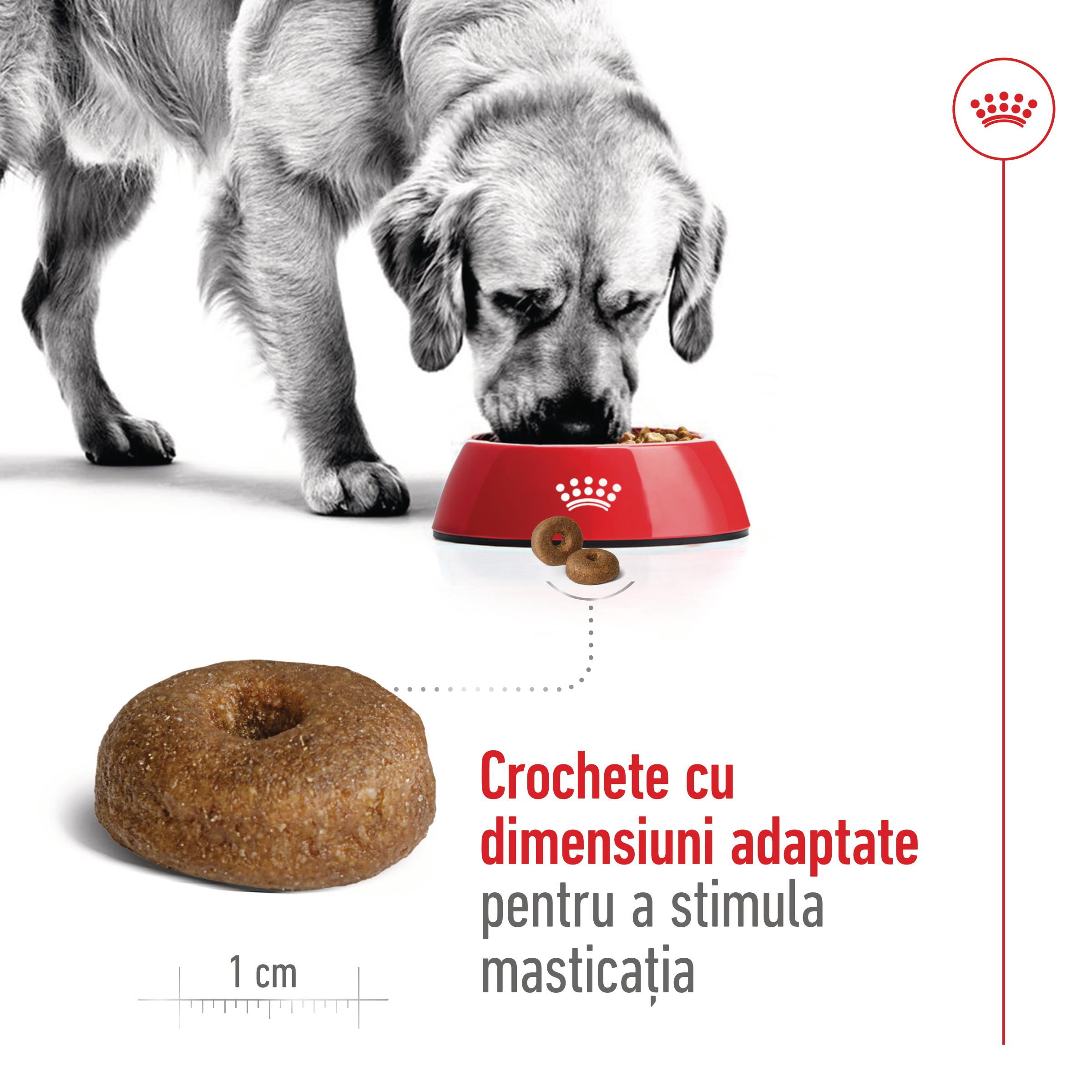 ROYAL CANIN Maxi Ageing 8+, hrană uscată câini, 15kg - poza 5