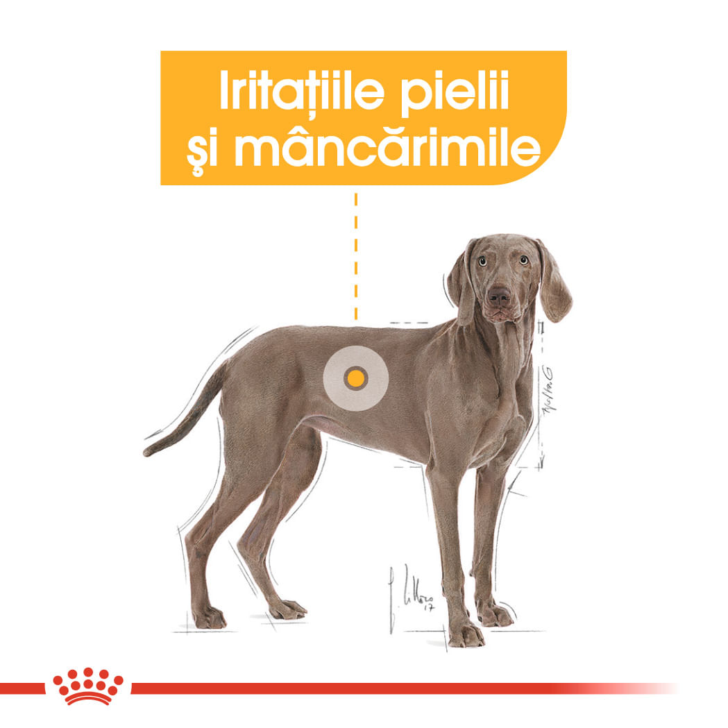 ROYAL CANIN Maxi Dermacomfort, hrană uscată câini, prevenirea iritațiilor pielii, 12kg - poza 4
