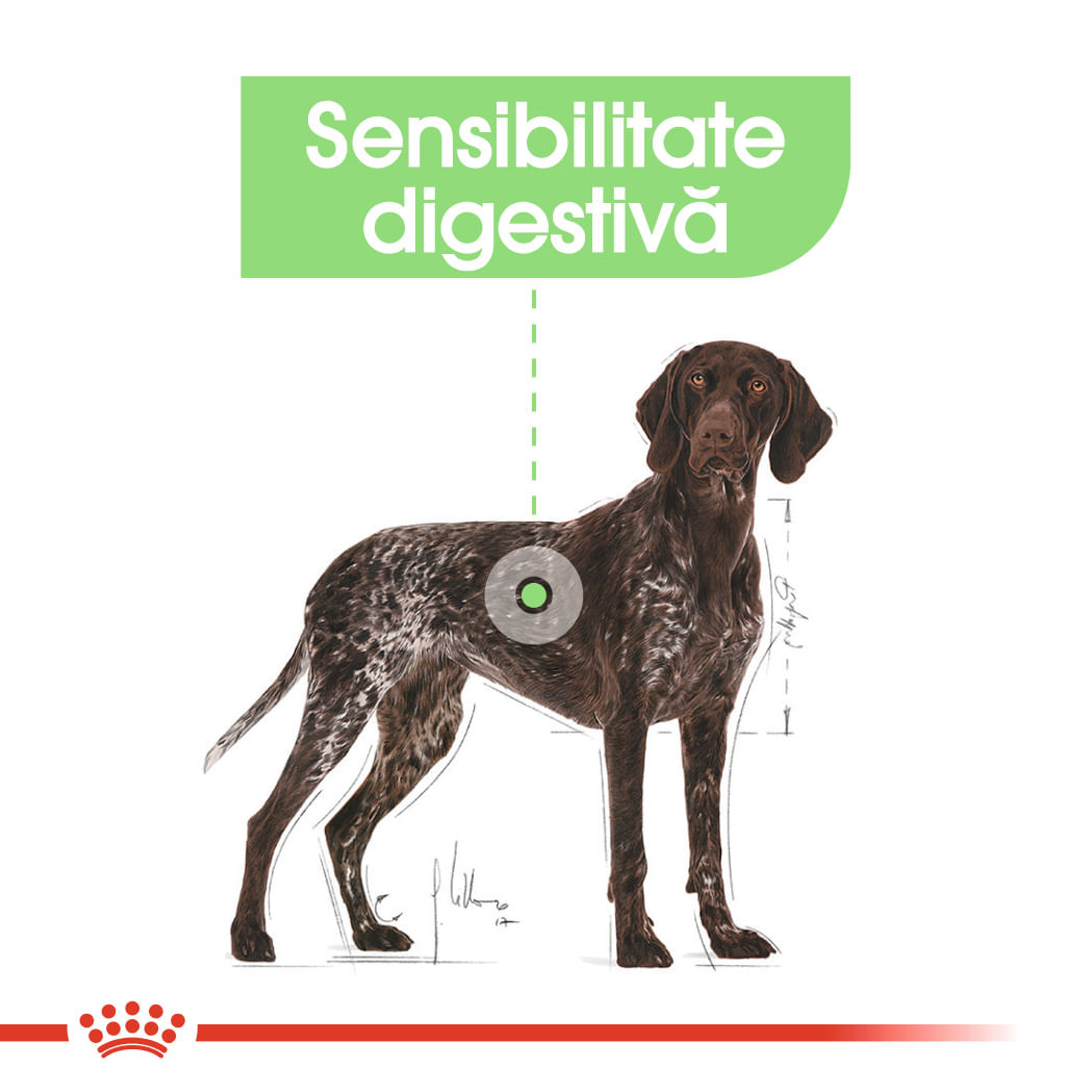 ROYAL CANIN Maxi Digestive Care, hrană uscată câini, confort digestiv, 12kg - poza 4