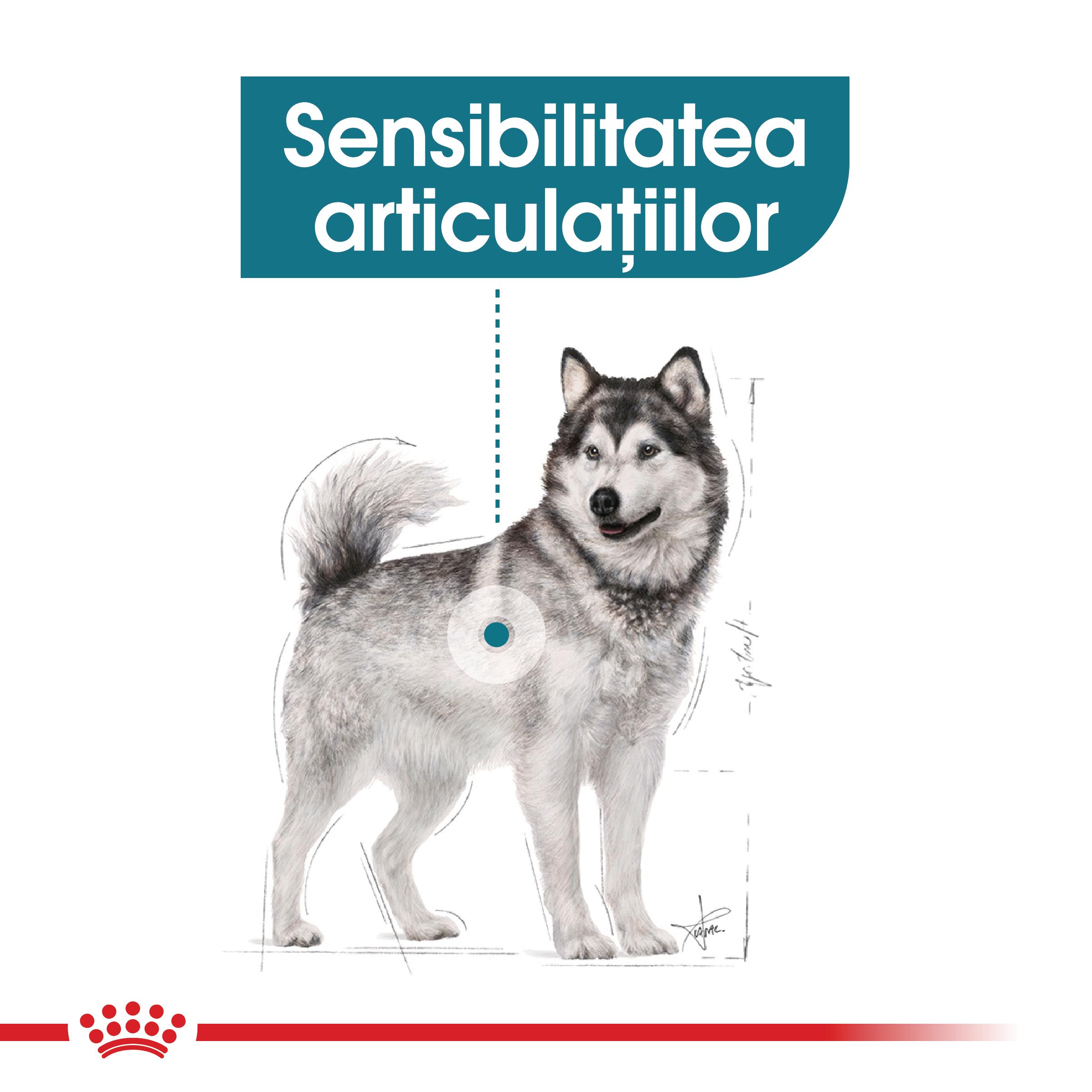 ROYAL CANIN Maxi Joint Care, hrană uscată câini, îngrijirea articulațiilor, 10kg - poza 3