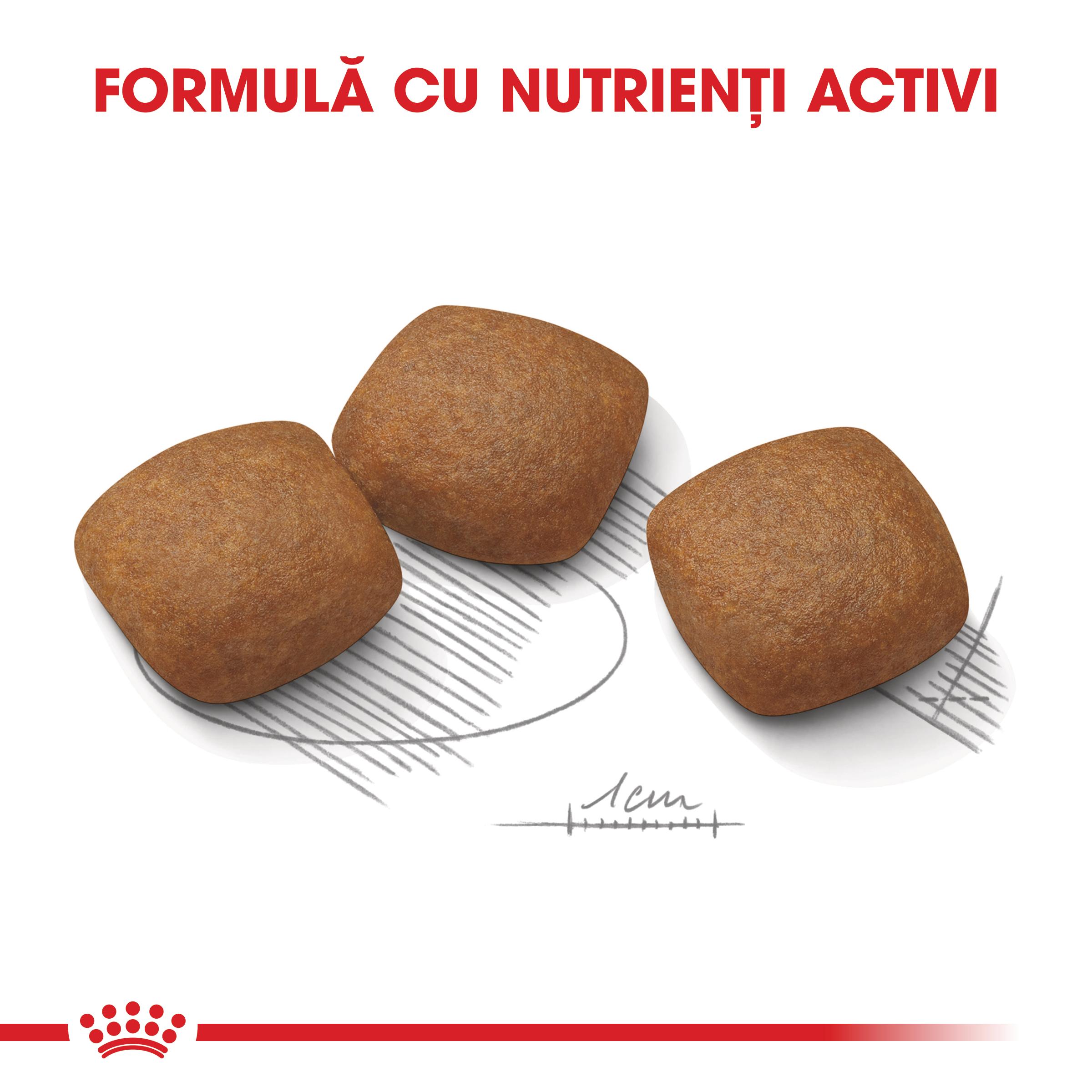 ROYAL CANIN Maxi Joint Care, hrană uscată câini, îngrijirea articulațiilor, 10kg - poza 5