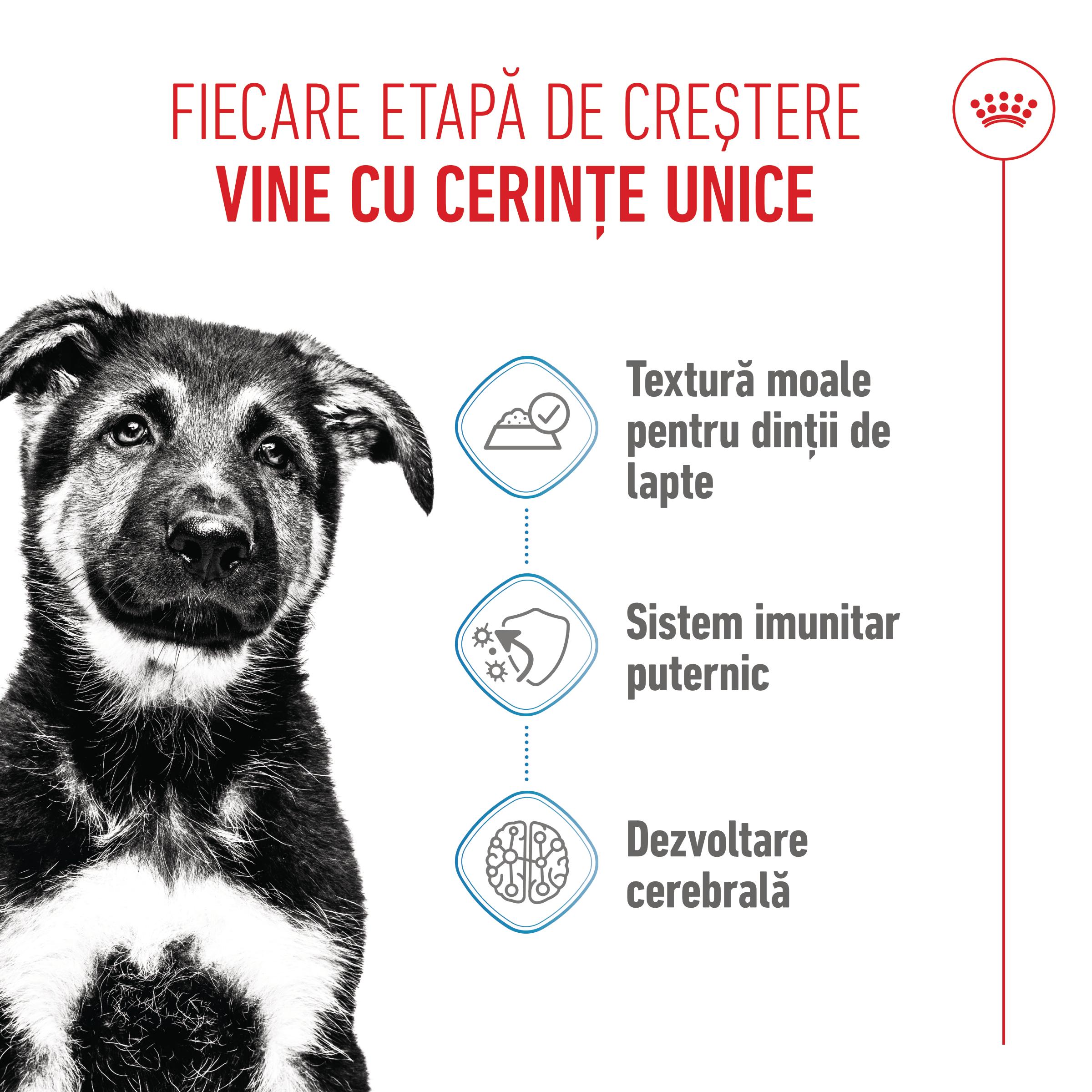 ROYAL CANIN Maxi Puppy, hrană umedă câini junior, (în sos), bax, 140g x 10buc - poza 4