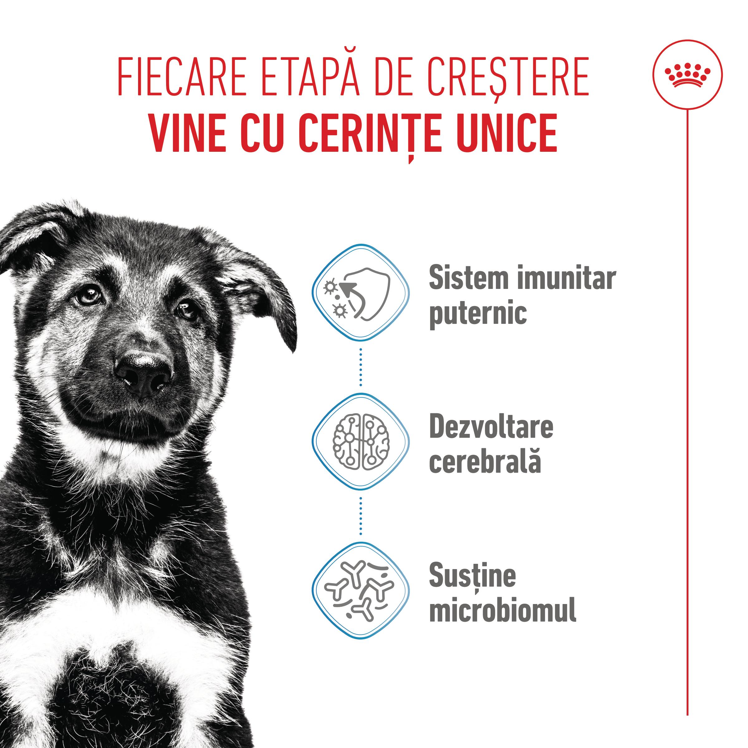 ROYAL CANIN Maxi Puppy, hrană uscată câini junior, 15kg - poza 4