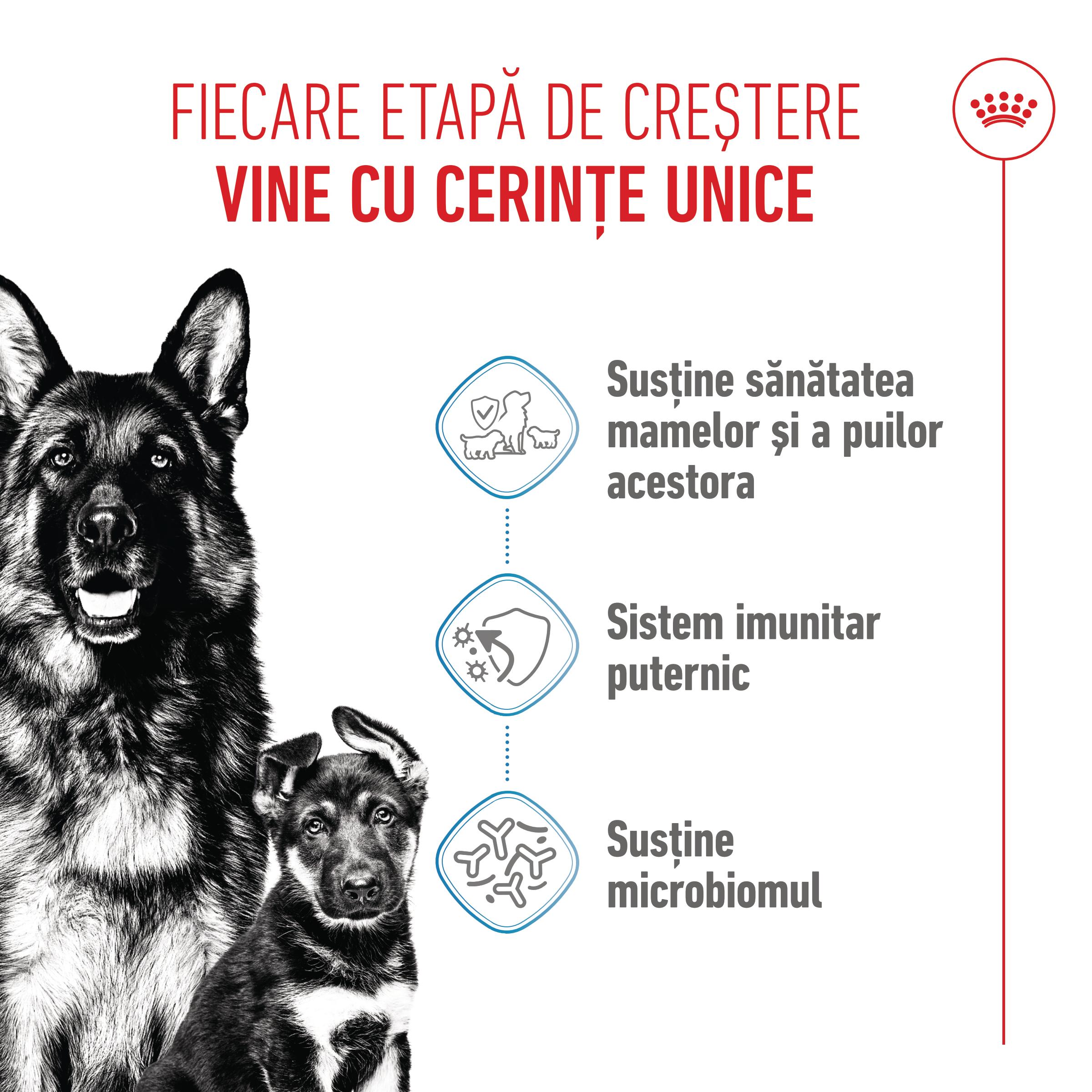 ROYAL CANIN Maxi Starter Mother & Babydog, mama și puiul, hrană uscată câini, 4kg - poza 4
