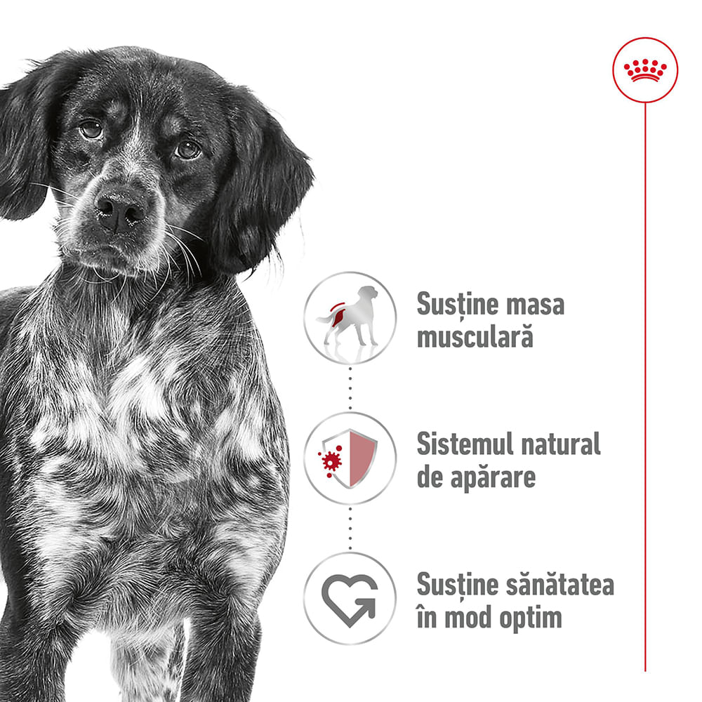 ROYAL CANIN Medium Adult hrană umedă câini (în sos), 140g - poza 3