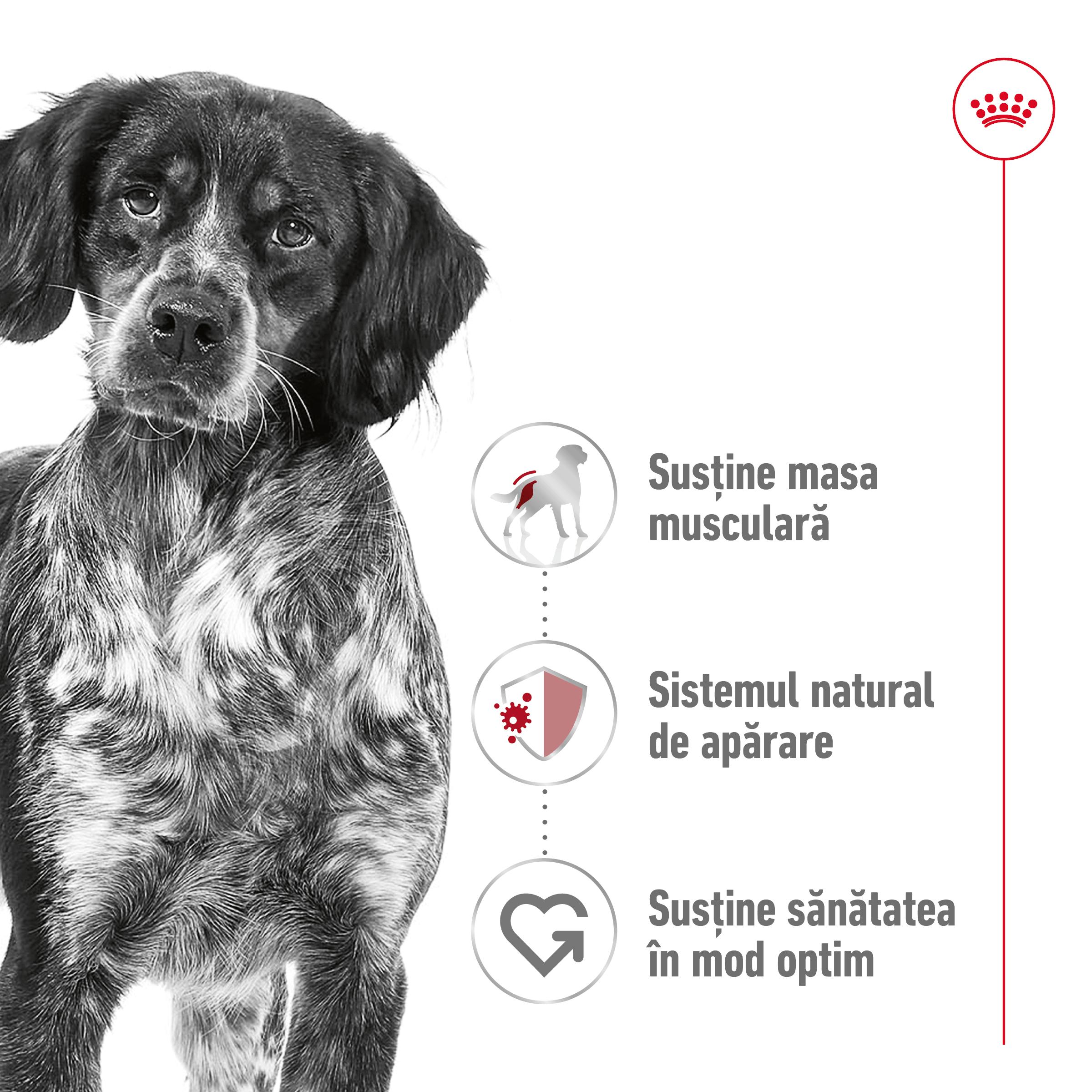 ROYAL CANIN Medium Adult, hrană uscată câini, 15kg - poza 3