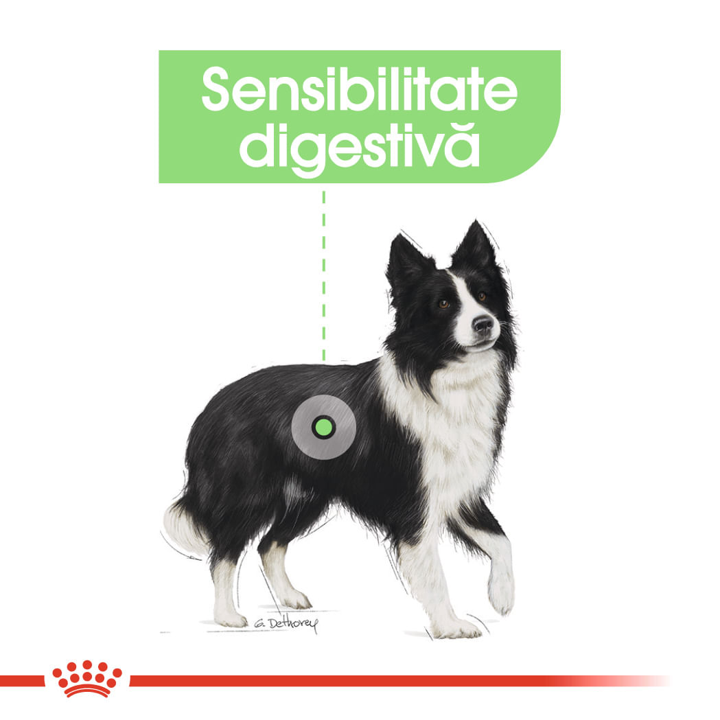 ROYAL CANIN Medium Digestive Care, hrană uscată câini, confort digestiv, 12kg - poza 4