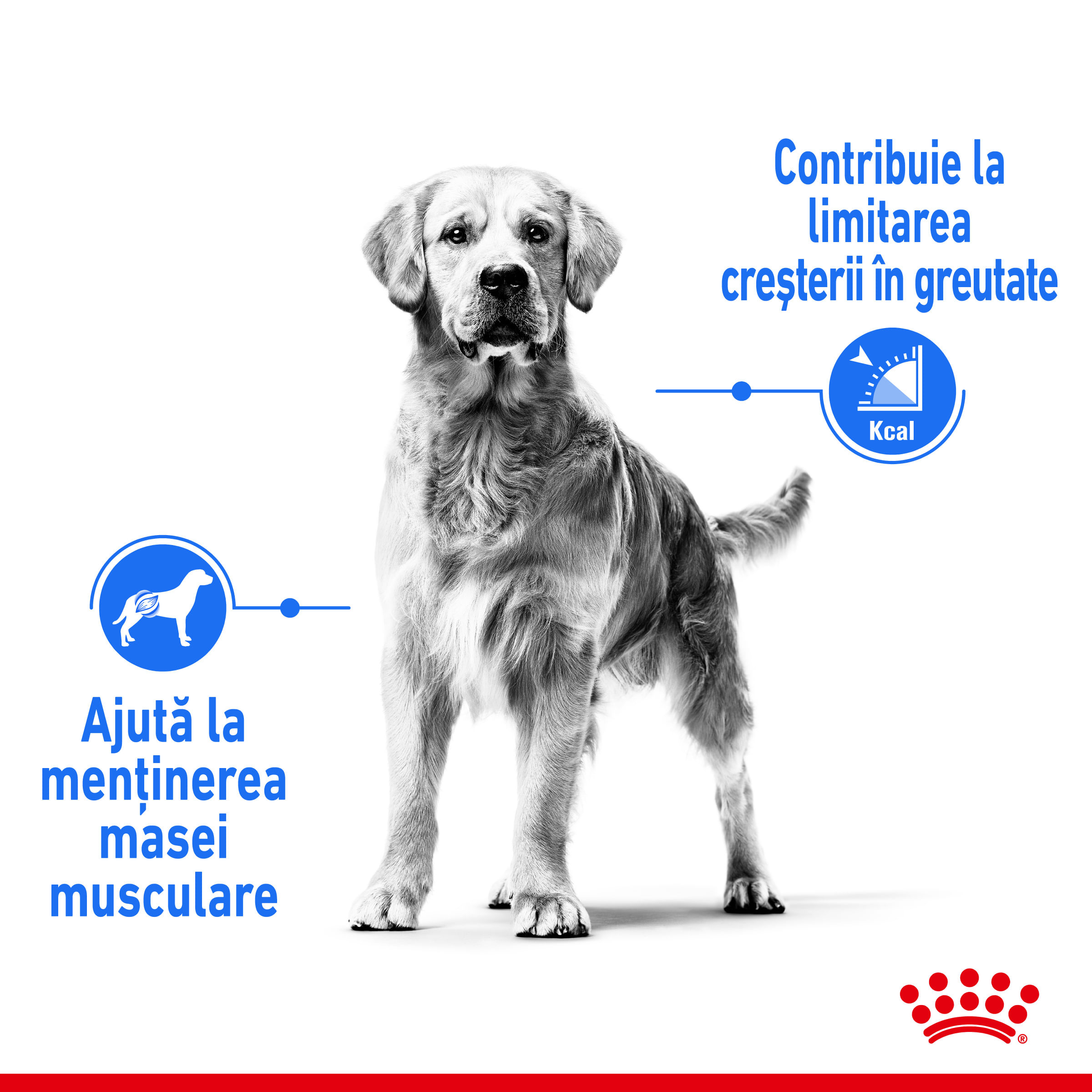 ROYAL CANIN Medium Light Weight Care Adult, hrană uscată câini, limitarea creșterii în greutate, 3kg - poza 4