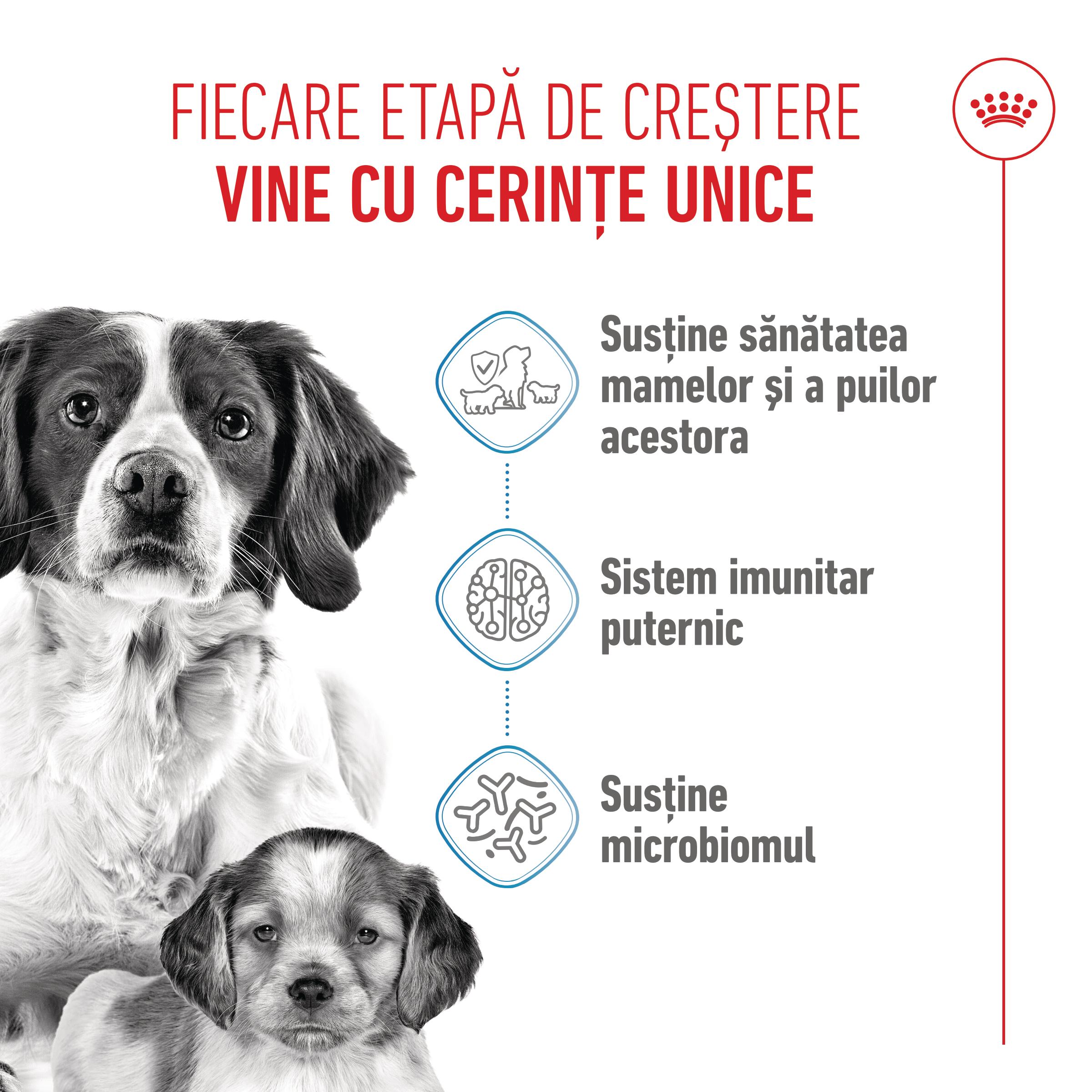 ROYAL CANIN Medium Starter Mother & Babydog, mama și puiul, hrană uscată câini, 15kg - poza 4
