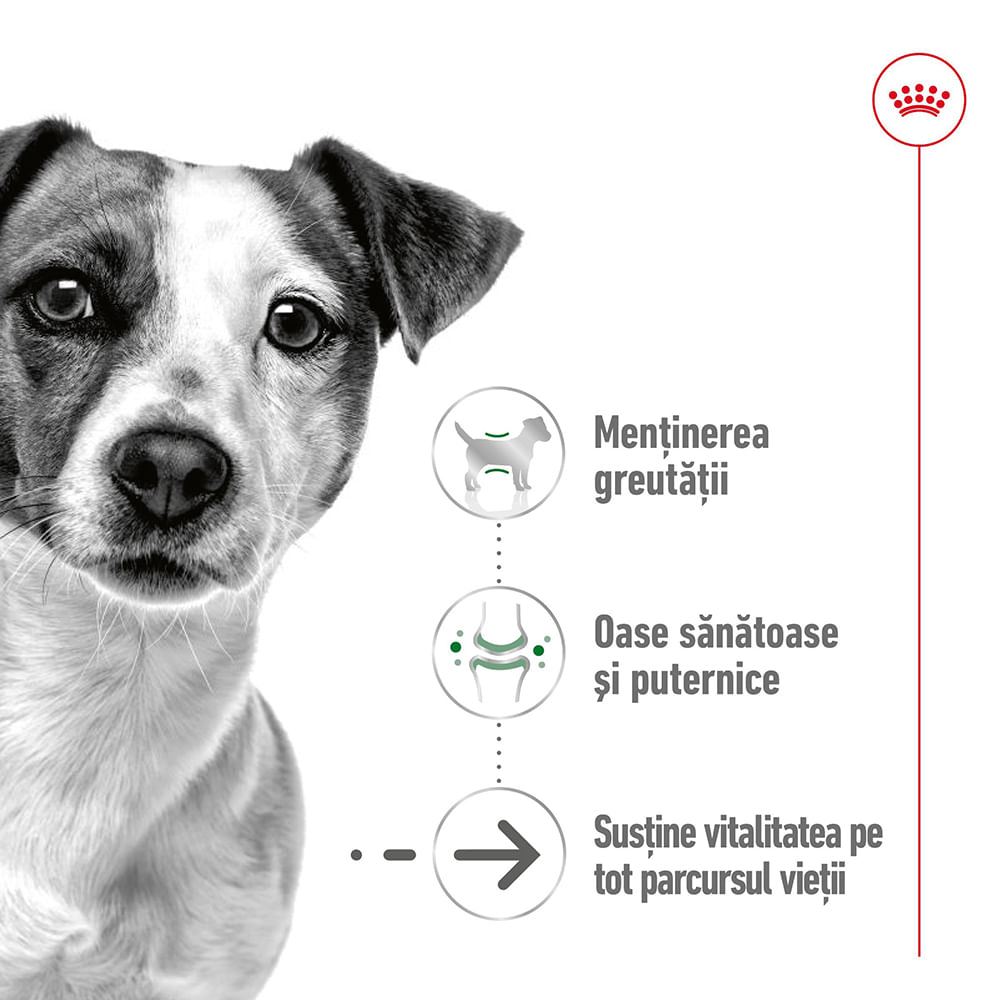 ROYAL CANIN Mini Ageing, hrană umedă câini senior, (în sos), bax, 85g x 12buc - poza 3