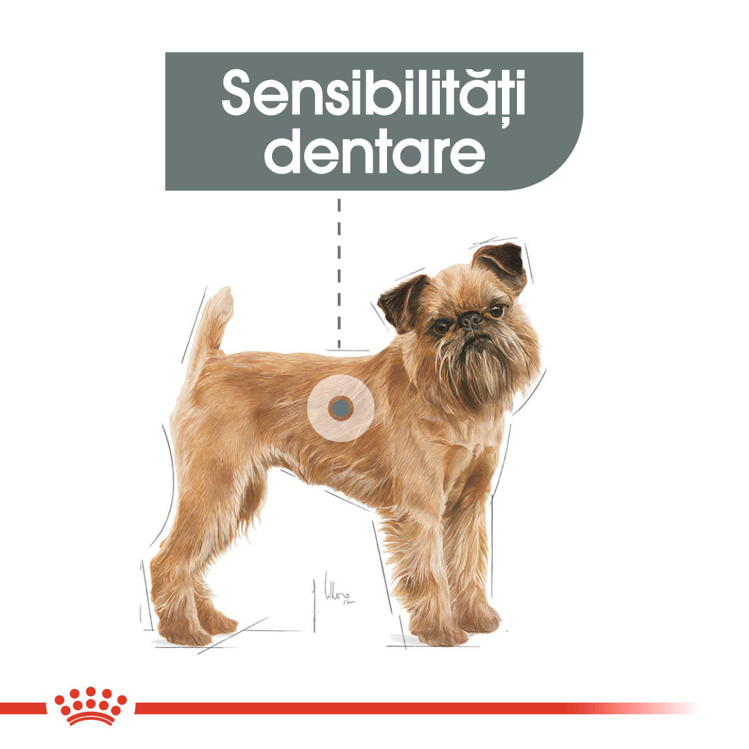 ROYAL CANIN Mini Dental Care Adult, hrană uscată câini, reducerea formării tartrului, 1kg - poza 4