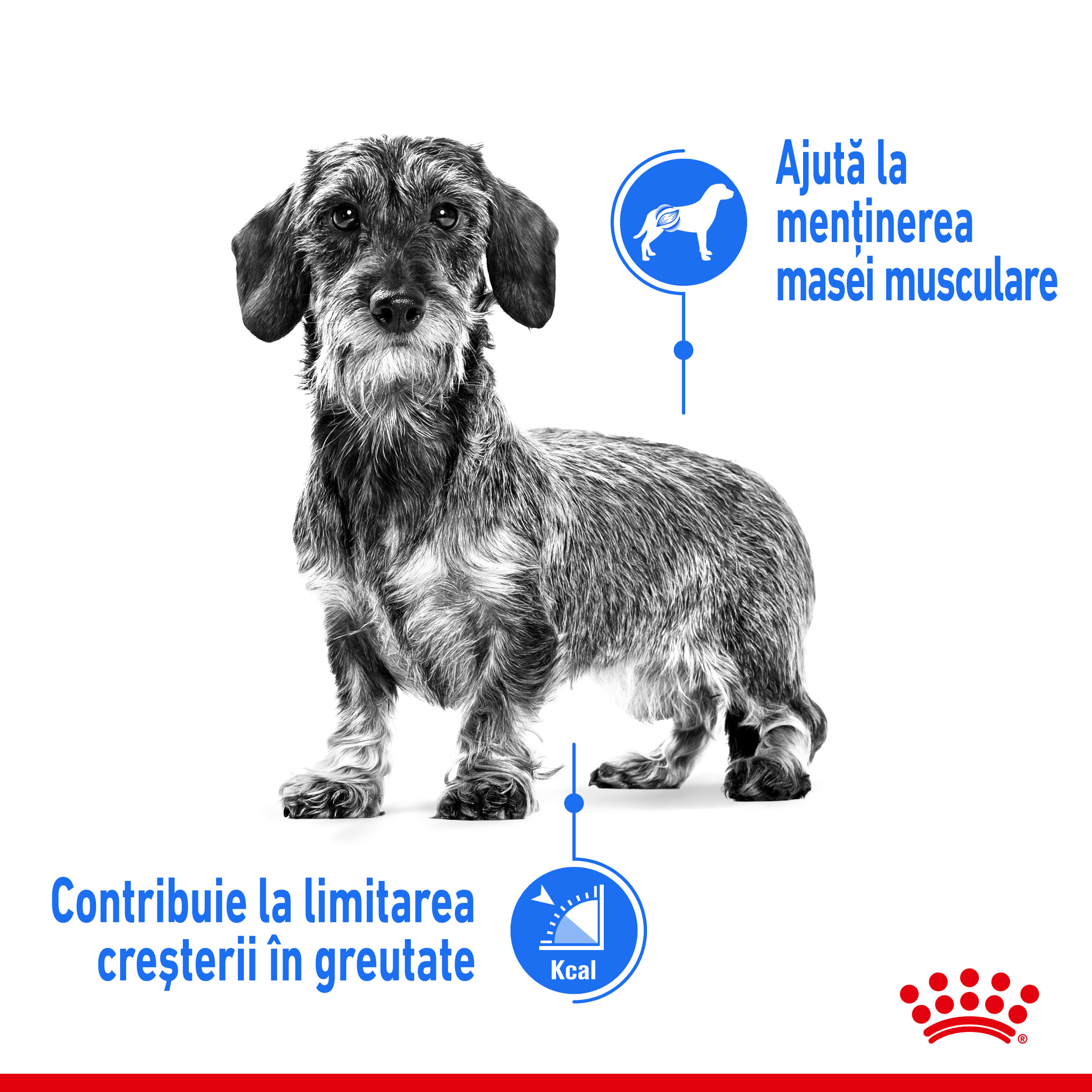 ROYAL CANIN Mini Light Weight Care Adult, hrană uscată câini, limitarea creșterii în greutate, 8kg - poza 4