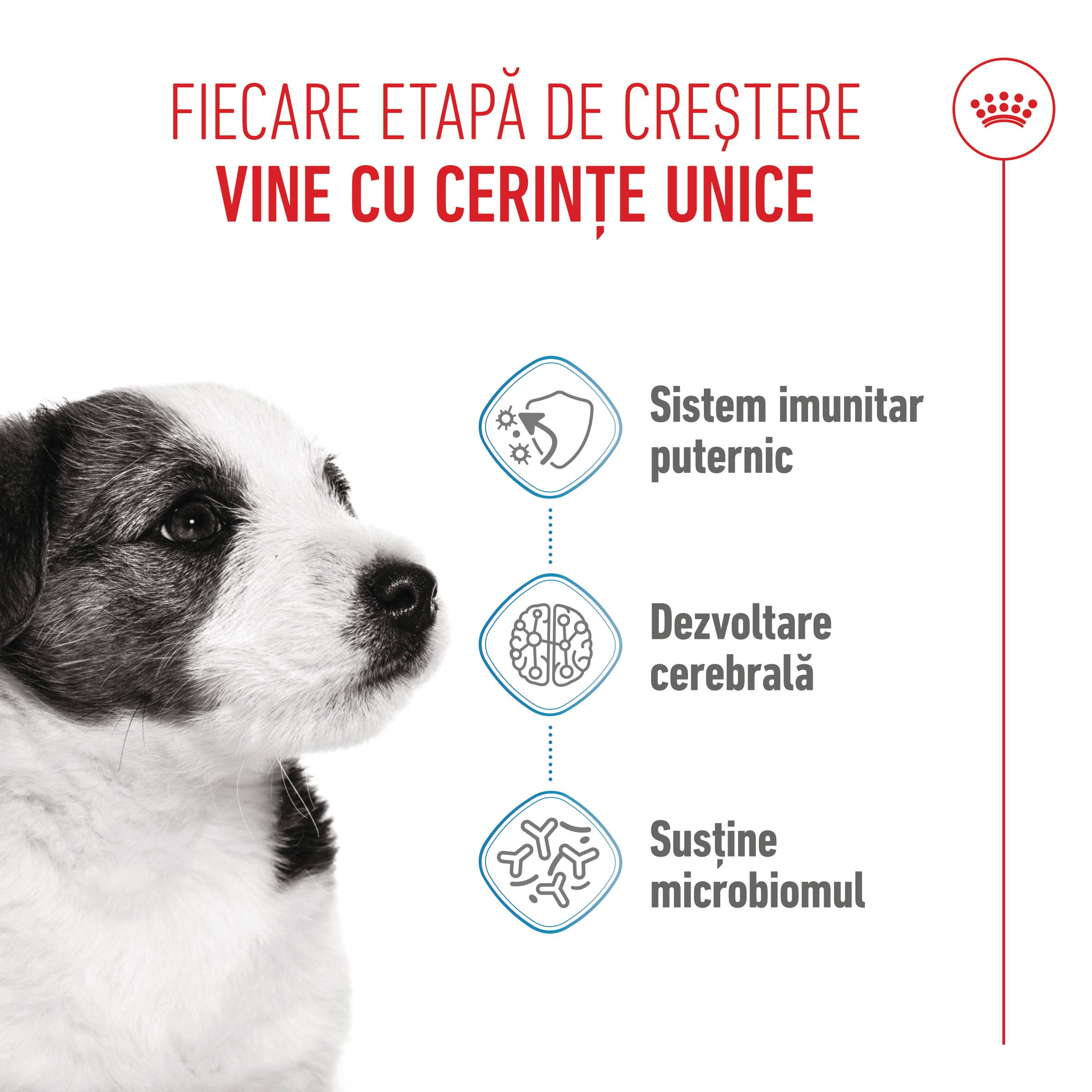 ROYAL CANIN Mini Puppy, hrană uscată câini junior, 8kg - poza 4