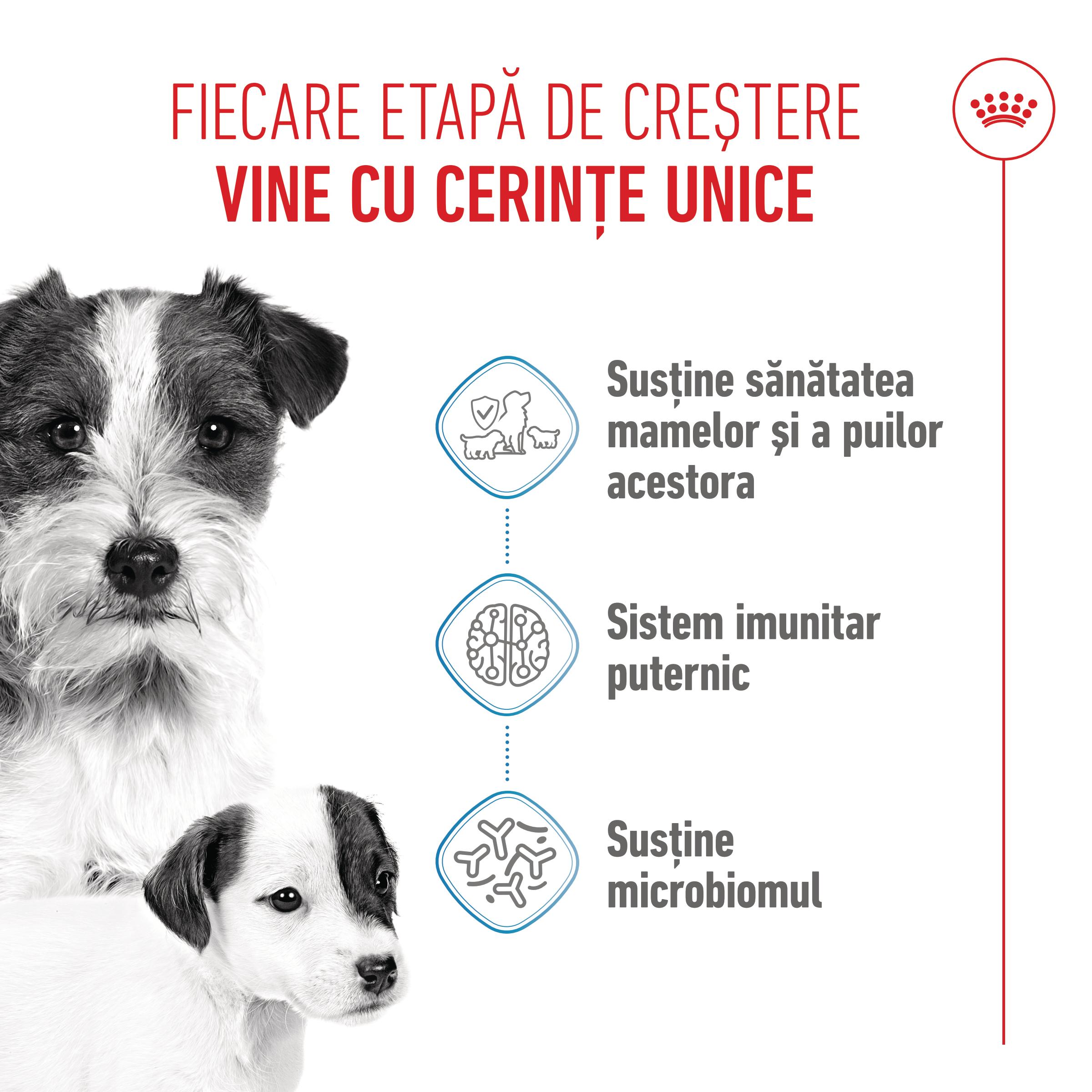 ROYAL CANIN Mini Starter Mother & Babydog, mama și puiul, hrană uscată câini, 4kg - poza 4