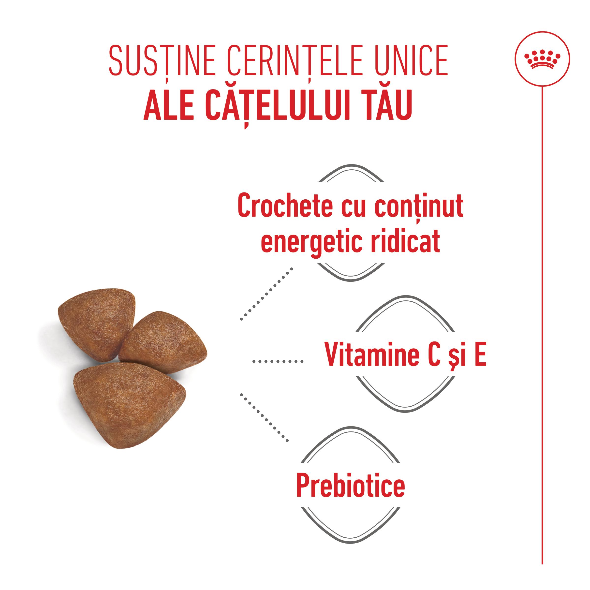 ROYAL CANIN Mini Starter Mother & Babydog, mama și puiul, hrană uscată câini, 4kg - poza 5