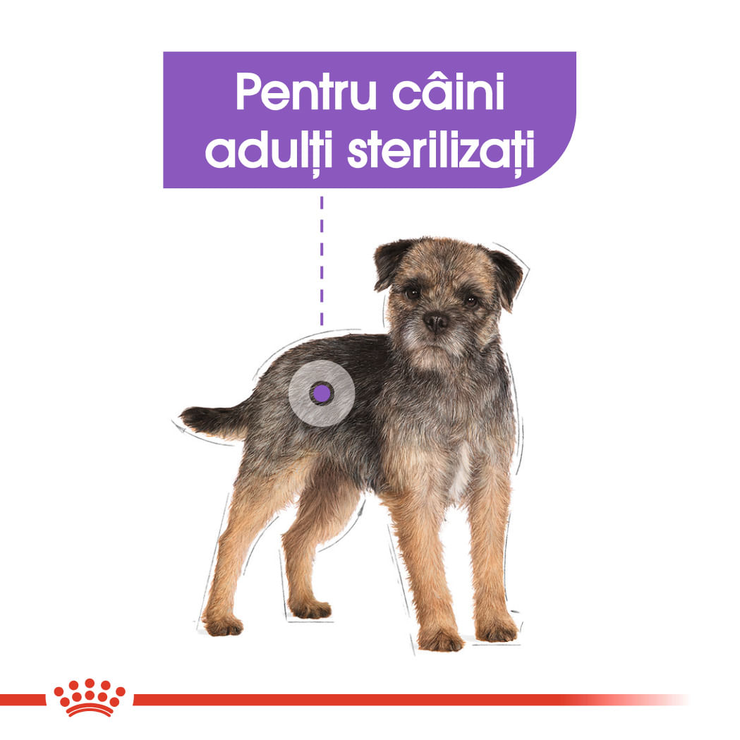 ROYAL CANIN Mini Sterilised Adult, hrană uscată câini sterilizați, 8kg - poza 4