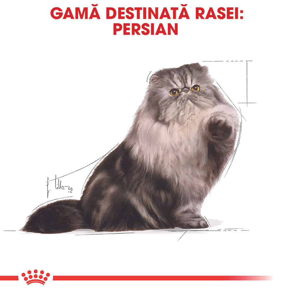 ROYAL CANIN Persian Adult, hrană umedă pisici, (pate), 85g - poza 3